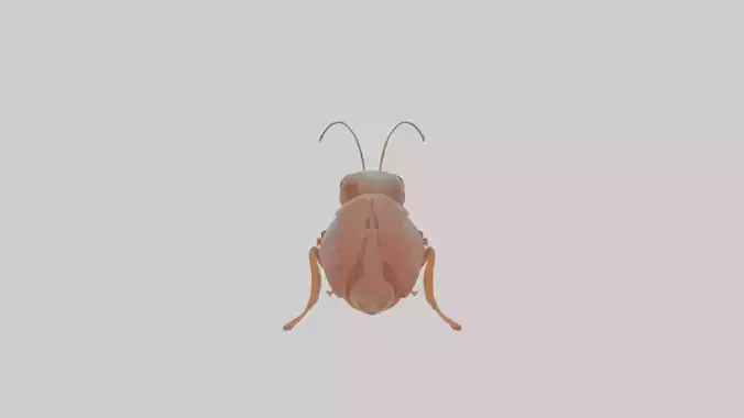 Cartoon Cockroach