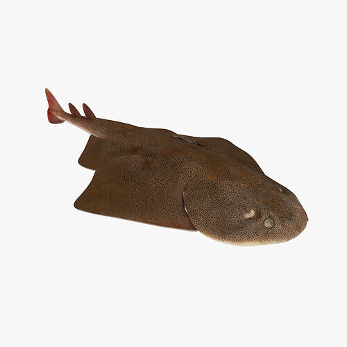 Japanese Angelshark 3D model