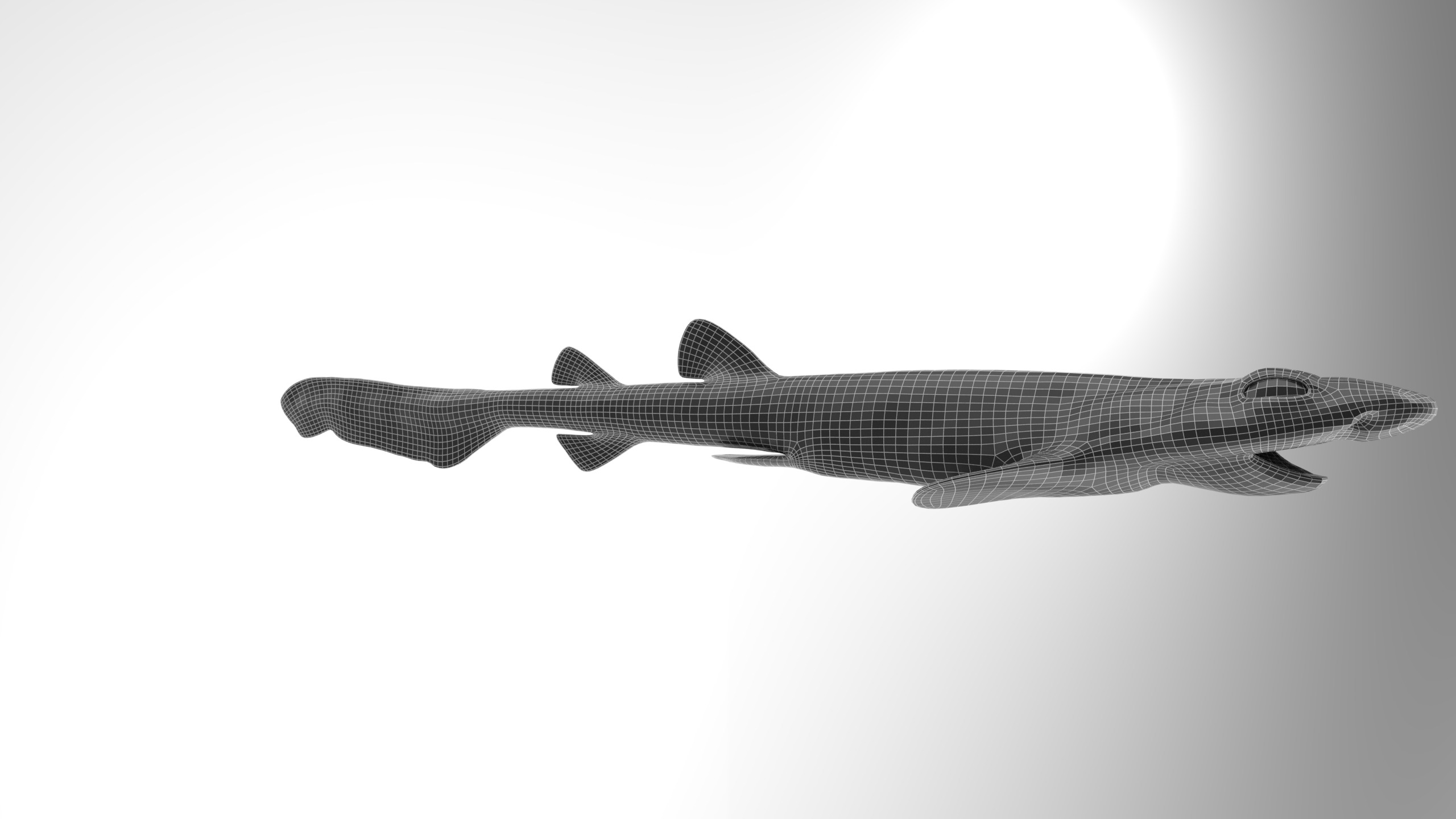 Blotchy Swell Shark 3D model_16