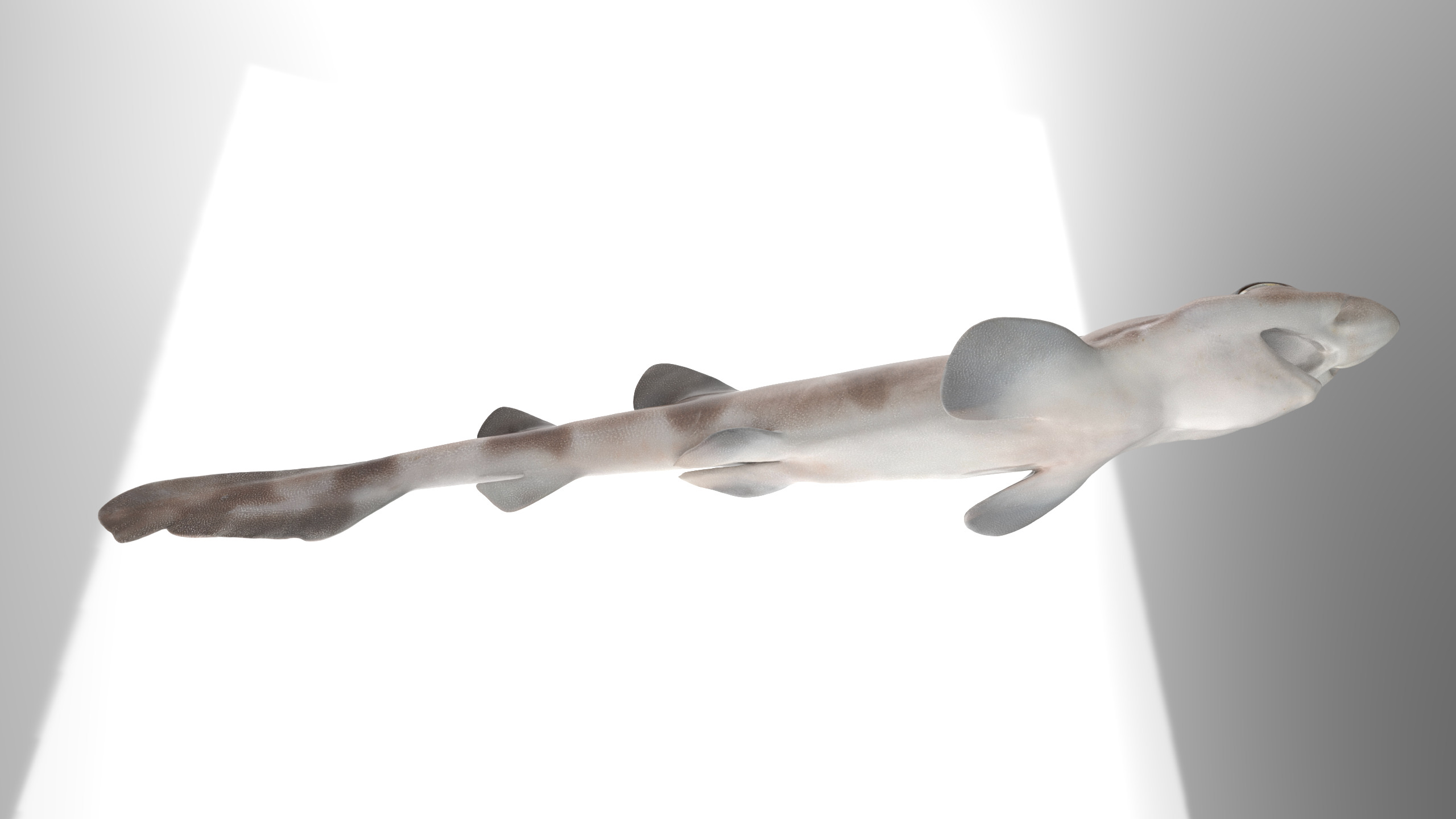 Blotchy Swell Shark 3D model_12