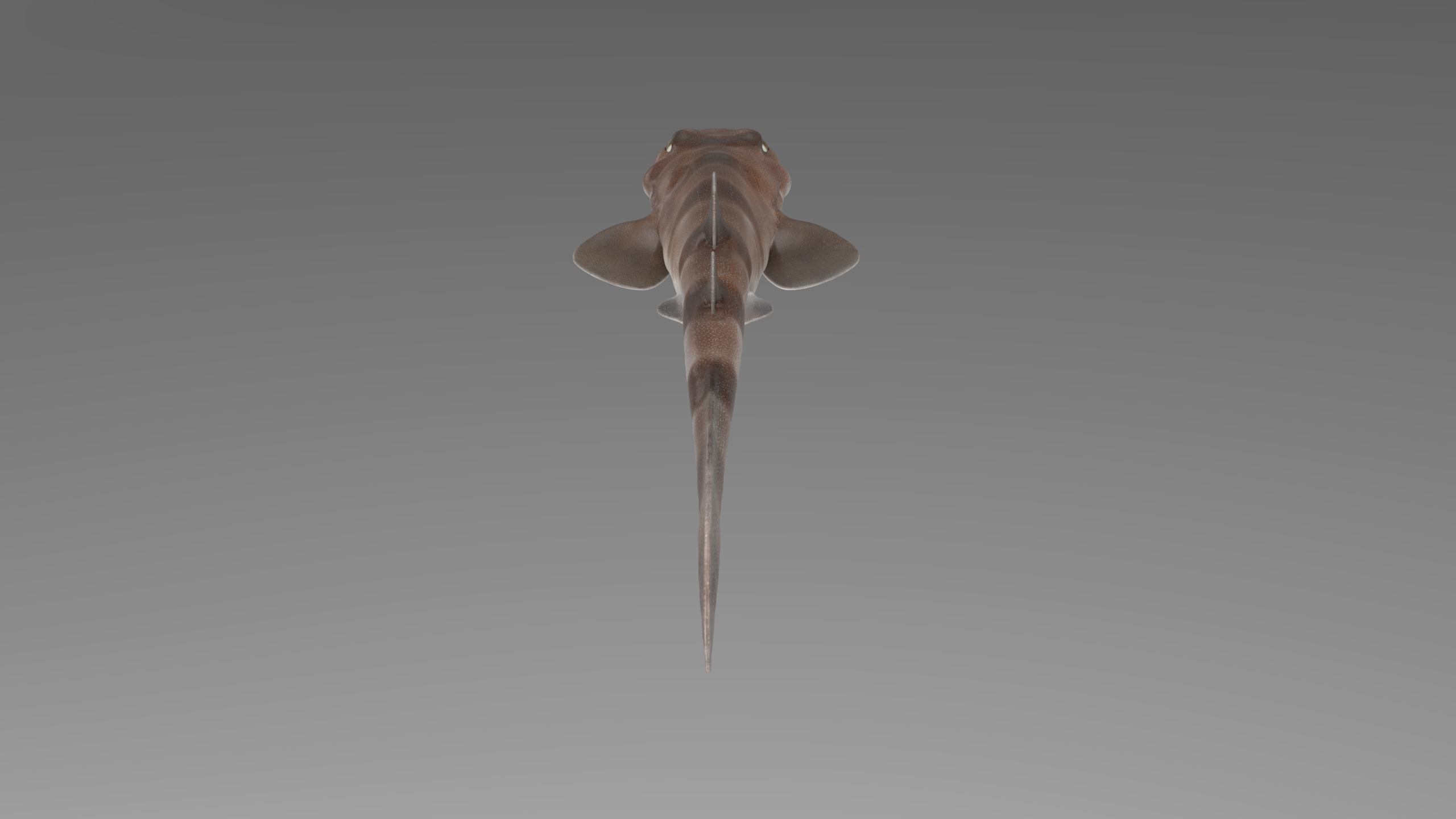 Blotchy Swell Shark 3D model_11