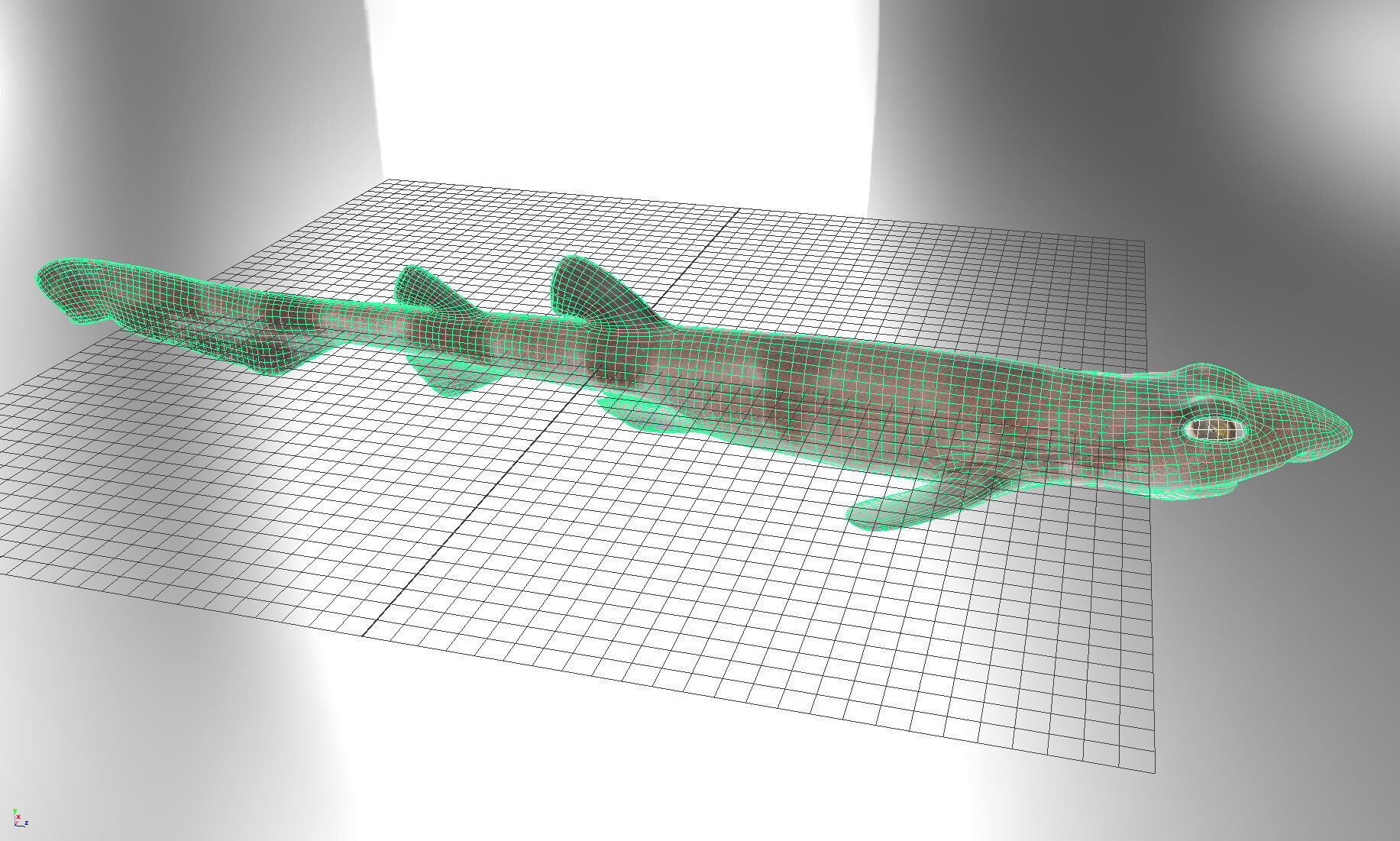 Blotchy Swell Shark 3D model_5
