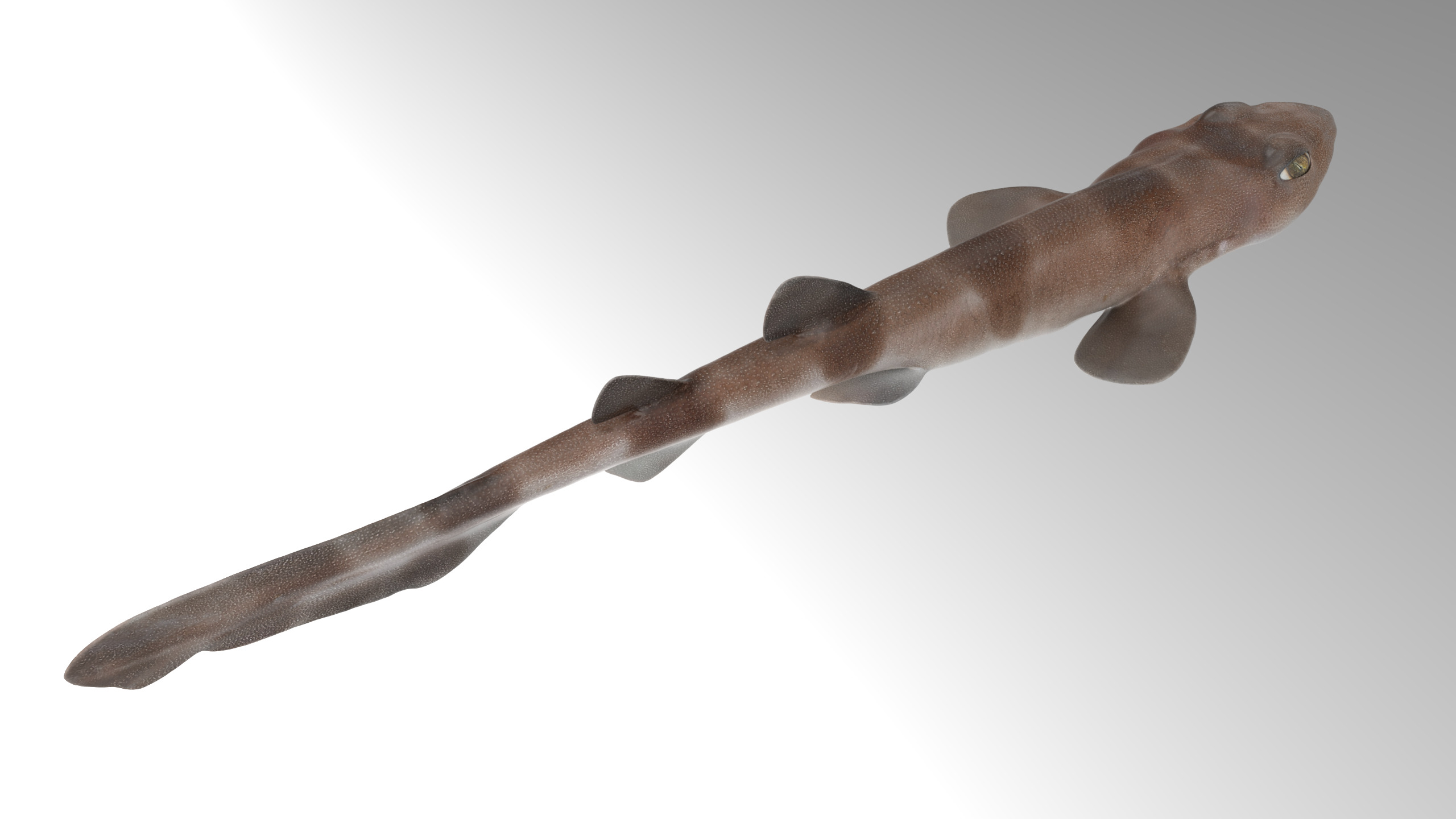 Blotchy Swell Shark 3D model_7