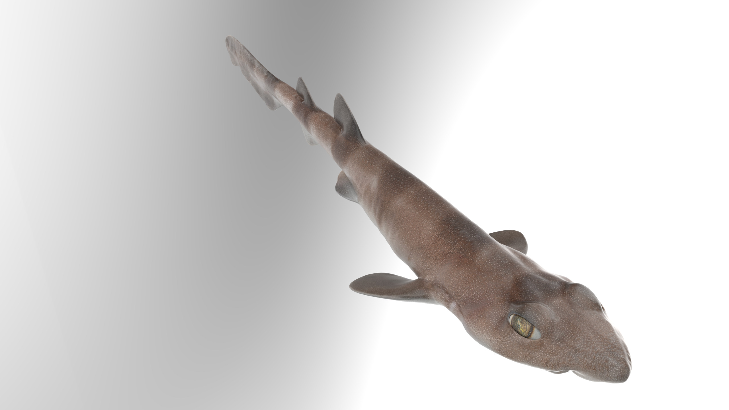Blotchy Swell Shark 3D model_4