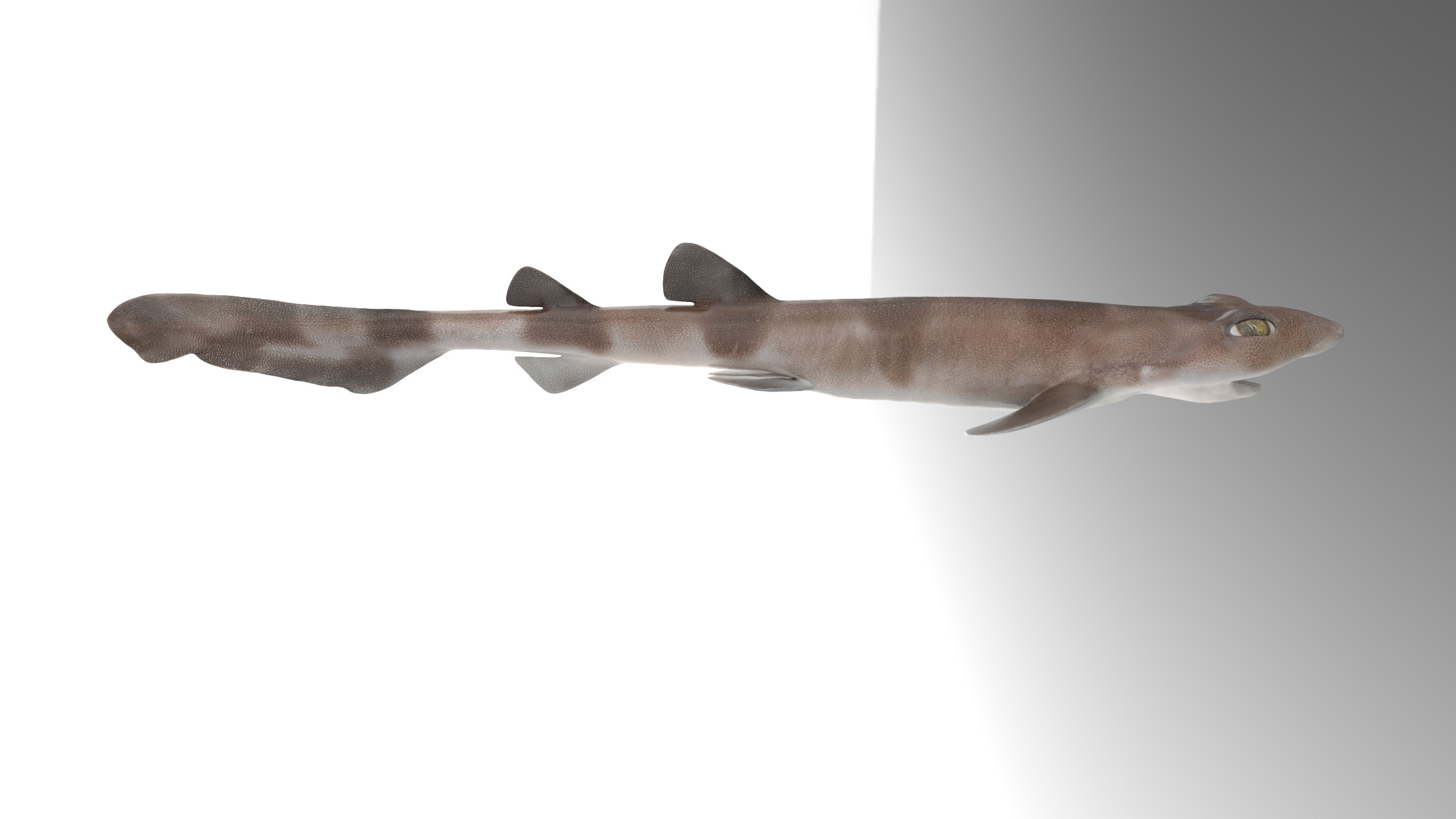 Blotchy Swell Shark 3D model_6