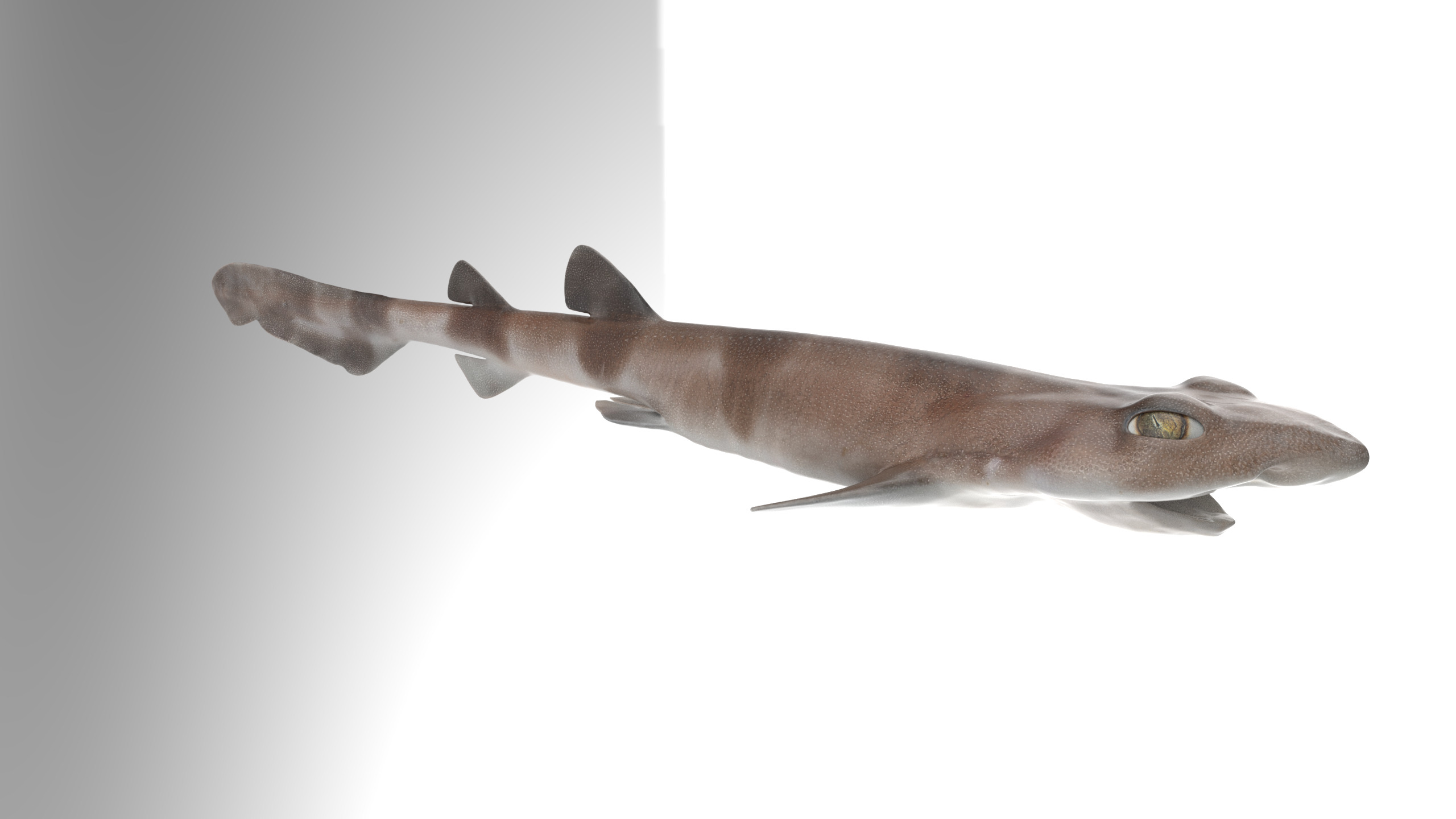 Blotchy Swell Shark 3D model_9