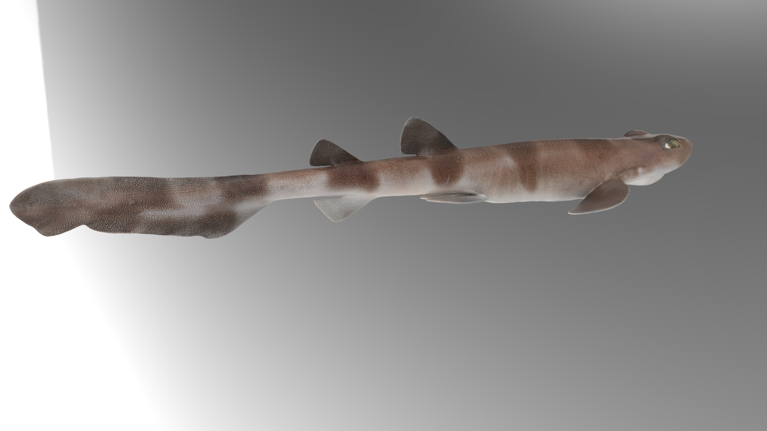 Blotchy Swell Shark 3D model_8