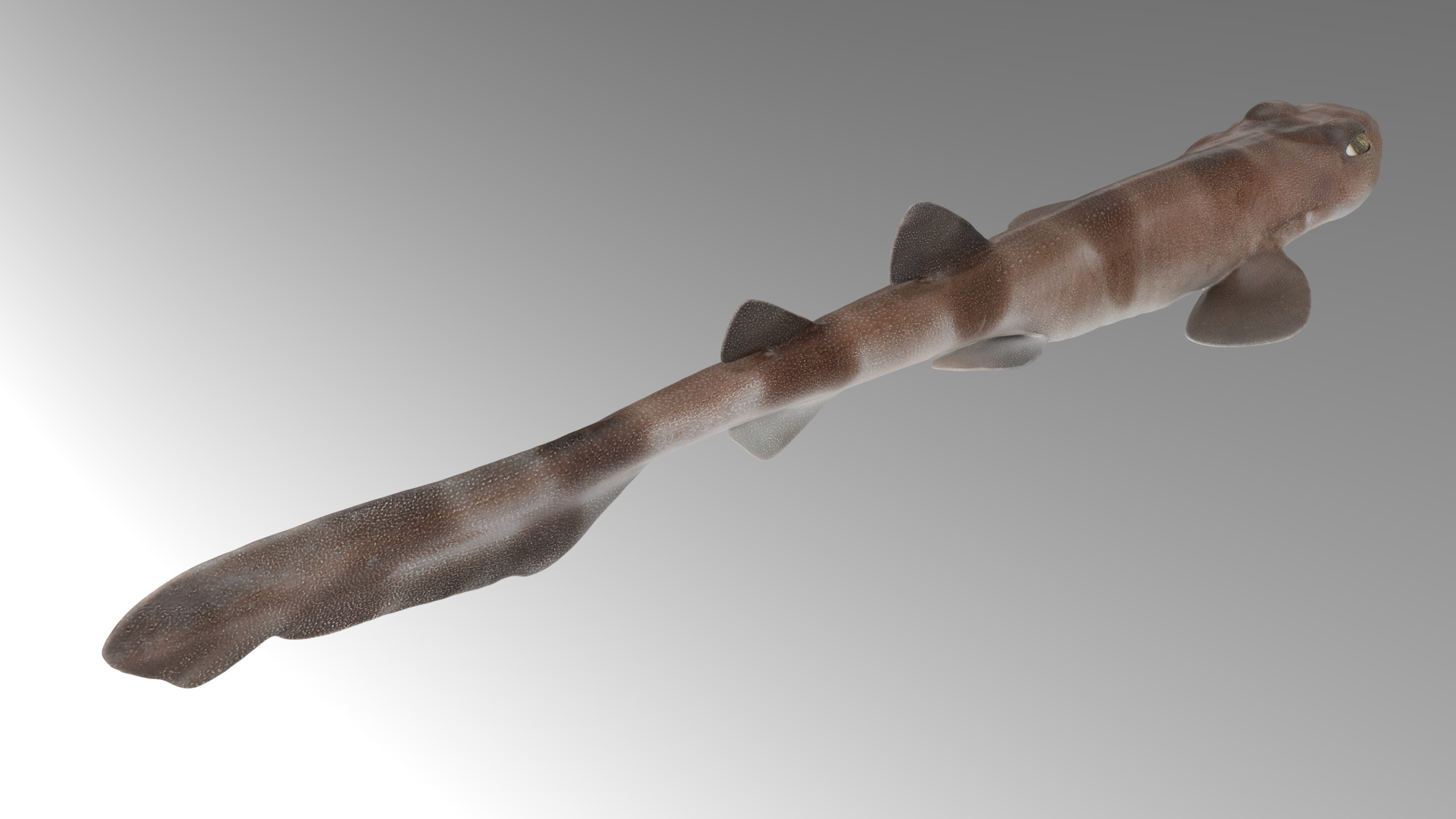 Blotchy Swell Shark 3D model_10