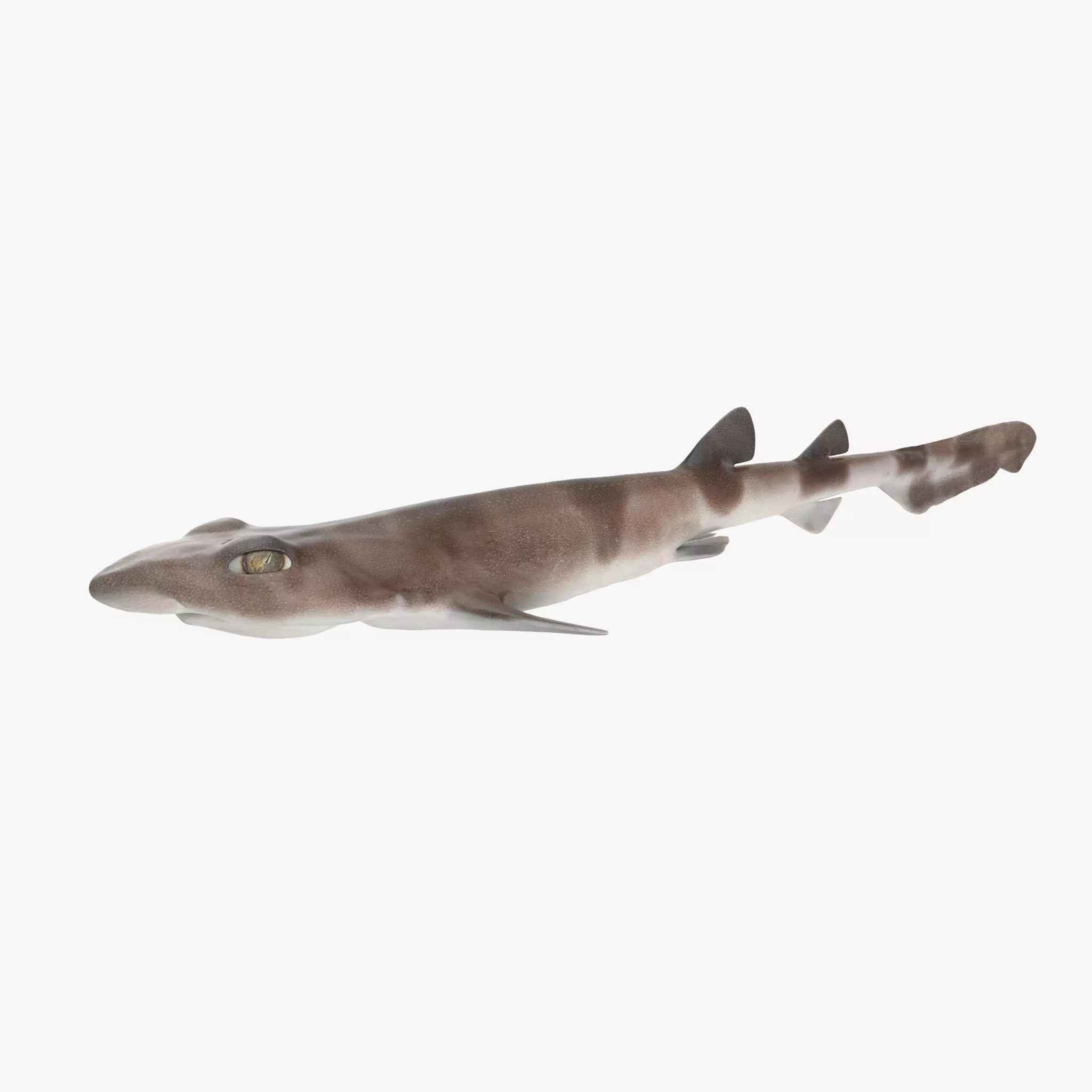 Blotchy Swell Shark 3D model_0