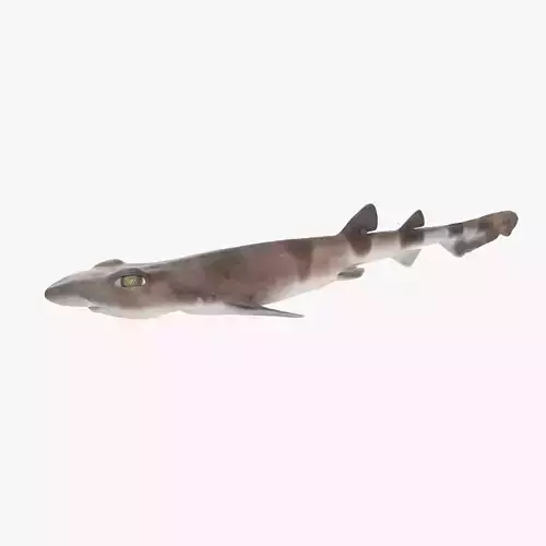 Blotchy Swell Shark 3D model