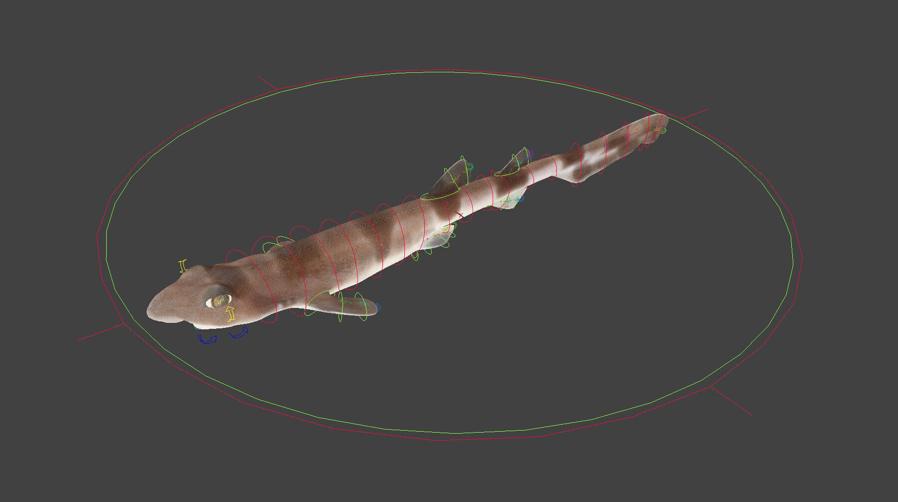 Blotchy Swell Shark 3D model_14