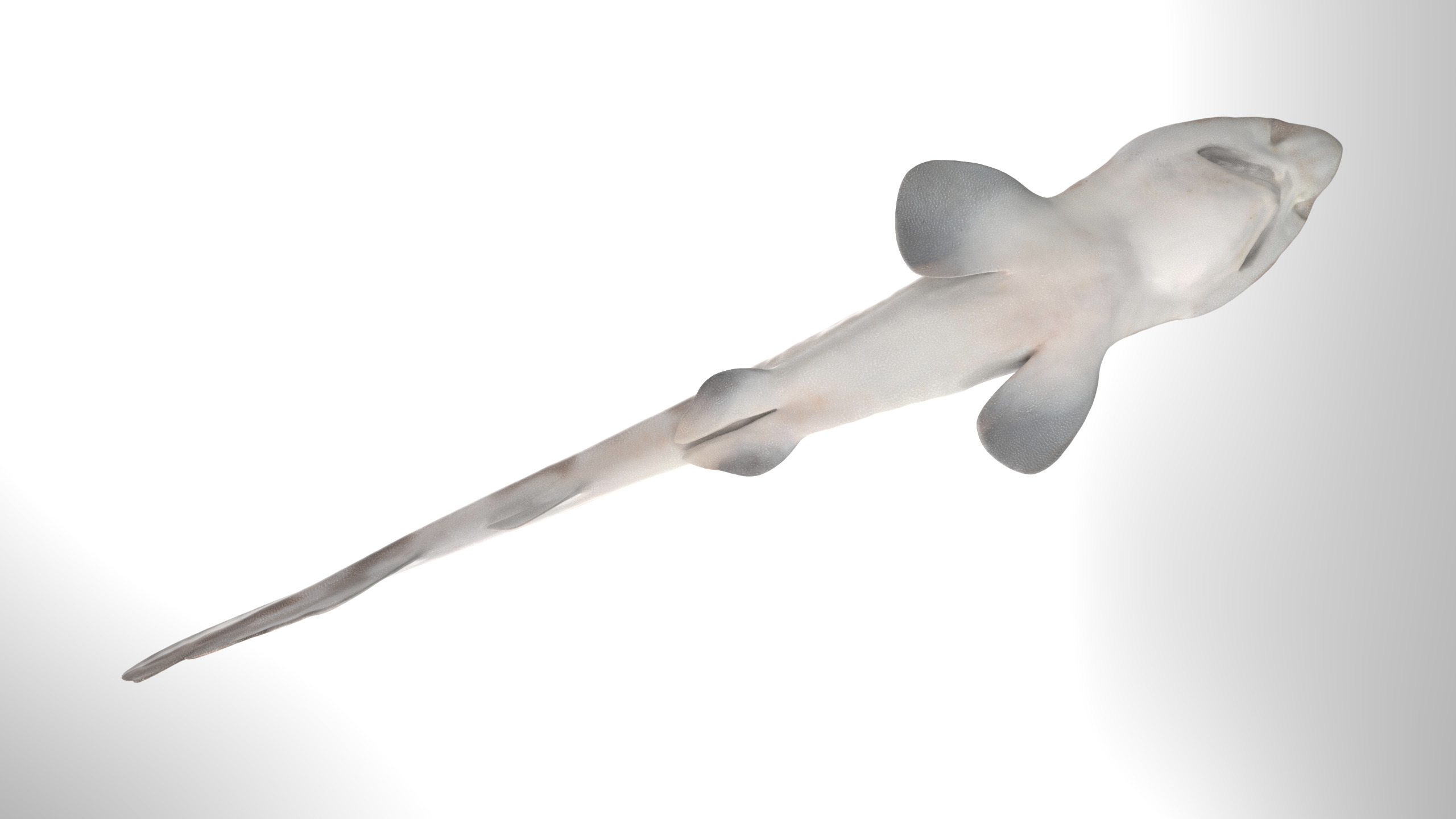 Blotchy Swell Shark 3D model_2