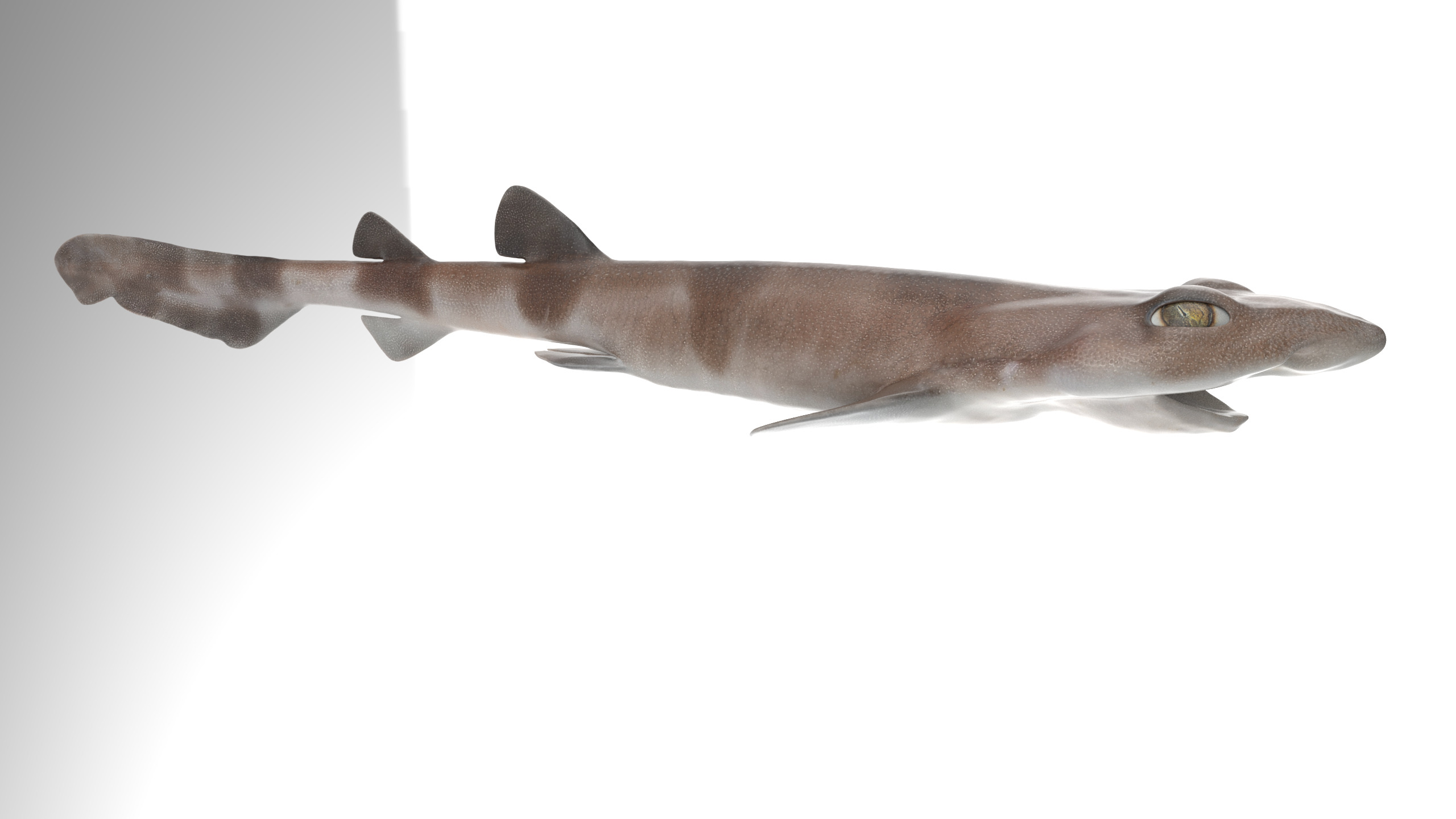 Blotchy Swell Shark 3D model_1