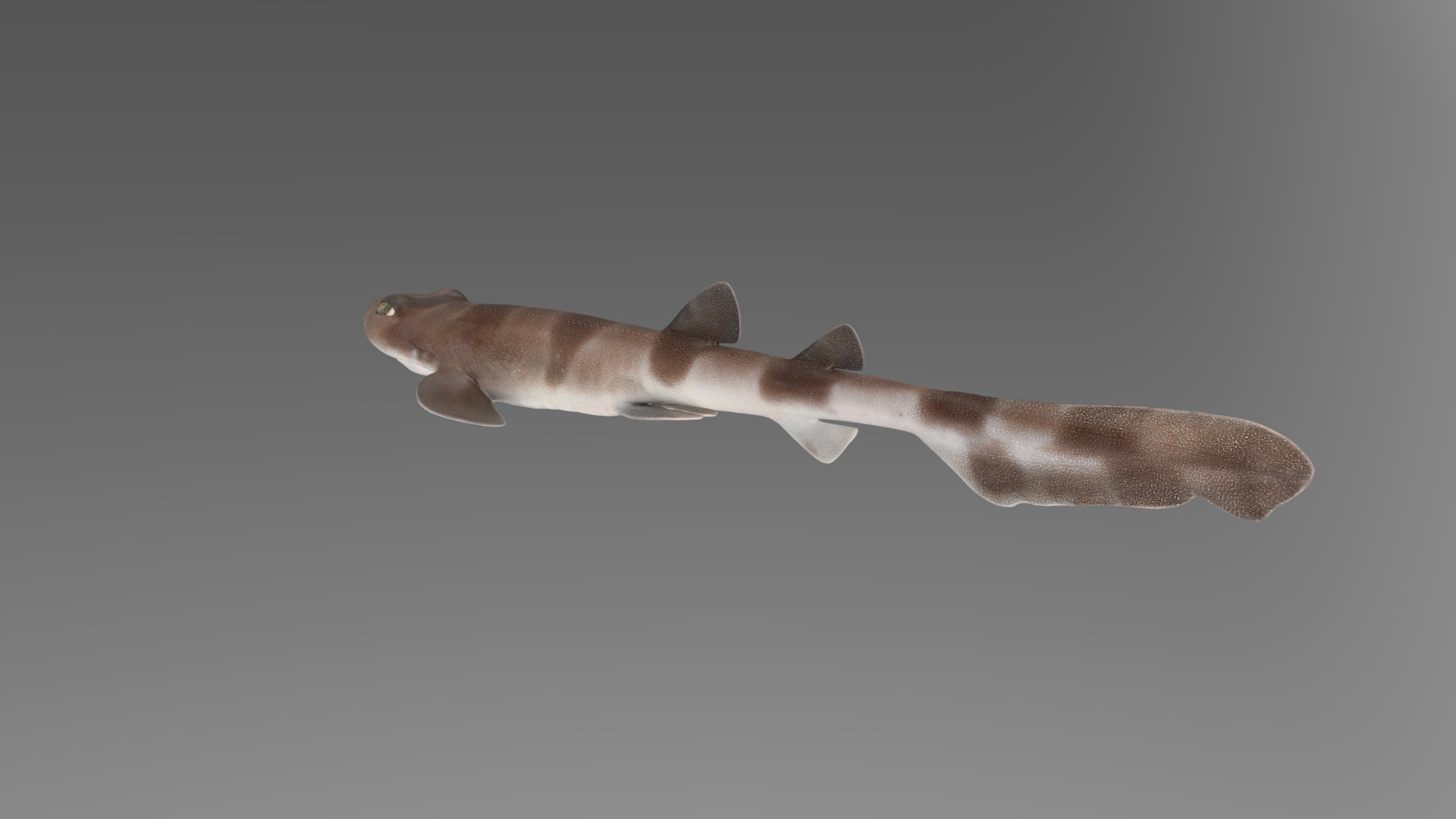 Blotchy Swell Shark 3D model_13