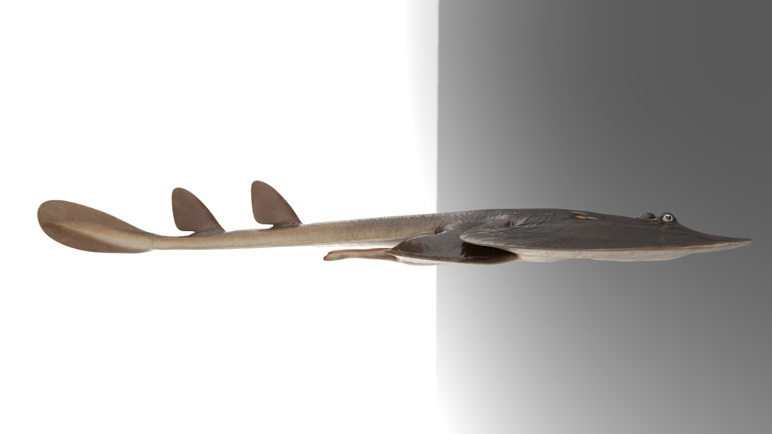 Yellow Spotted Fanray 3D model_4