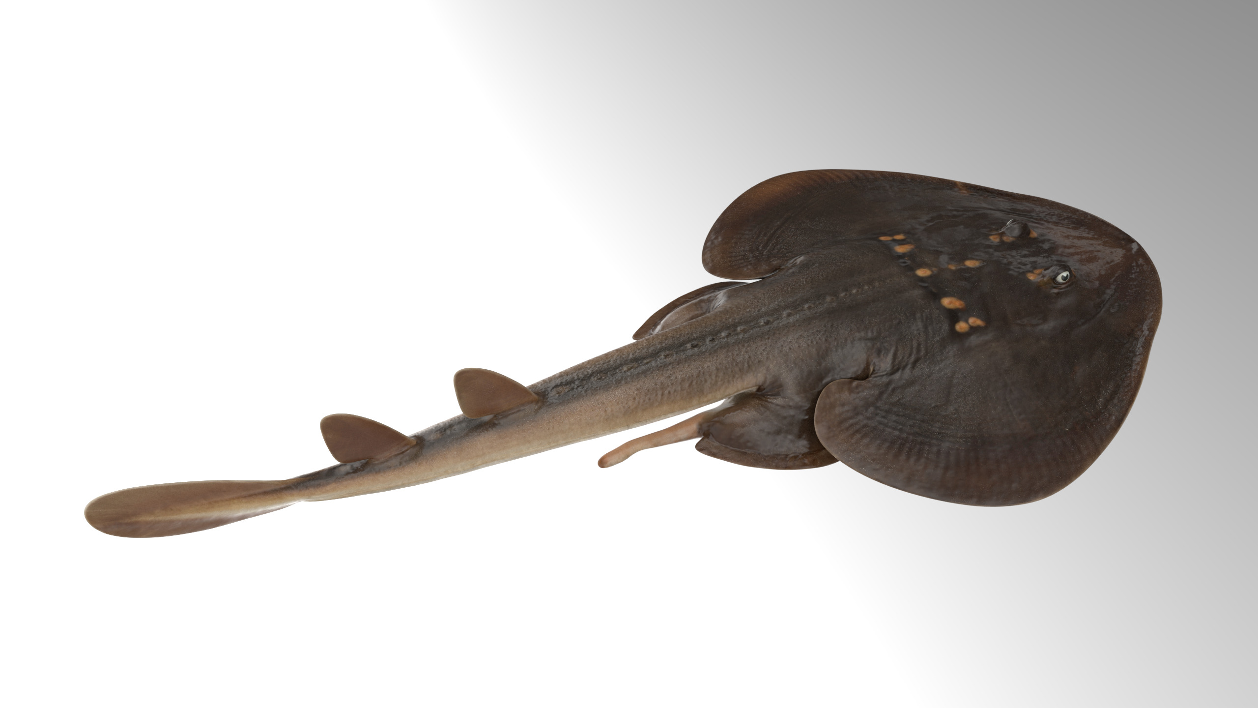 Yellow Spotted Fanray 3D model_1