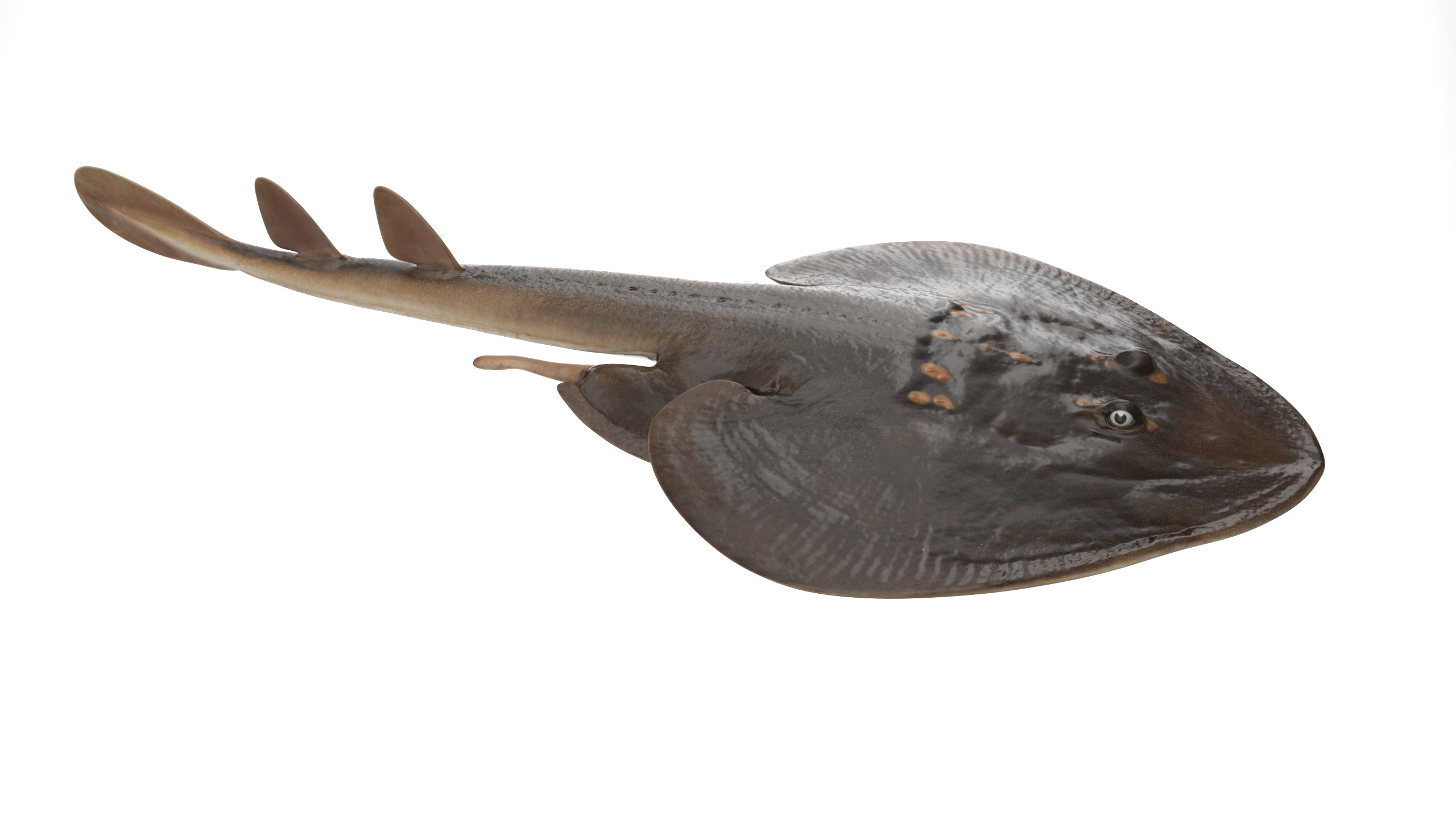 Yellow Spotted Fanray 3D model_7