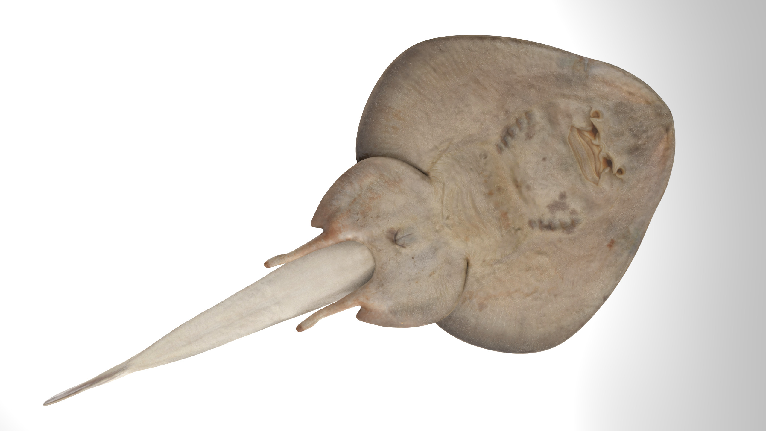 Yellow Spotted Fanray 3D model_2