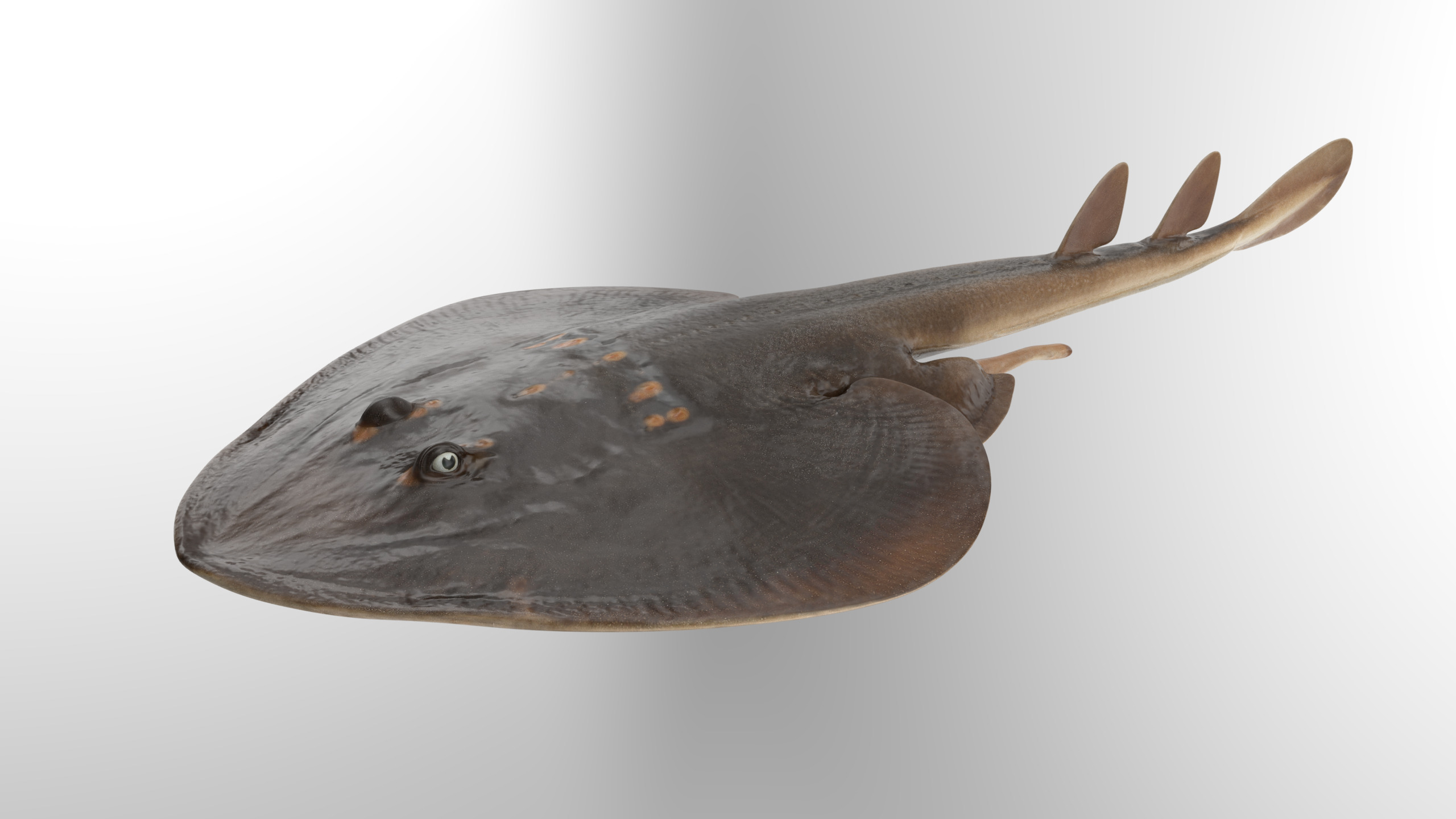 Yellow Spotted Fanray 3D model_3