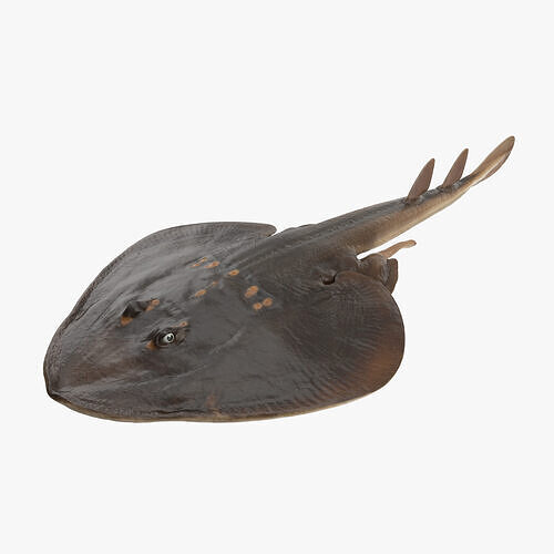 Yellow Spotted Fanray 3D model