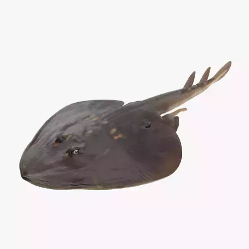 Yellow Spotted Fanray 3D model