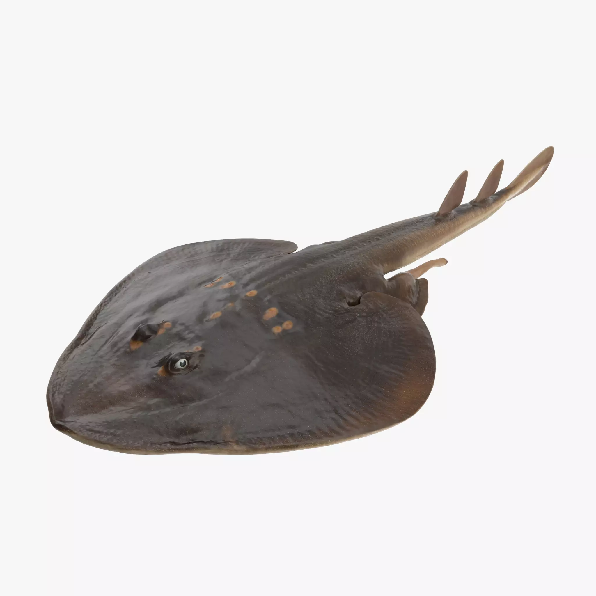 Yellow Spotted Fanray 3D model_0