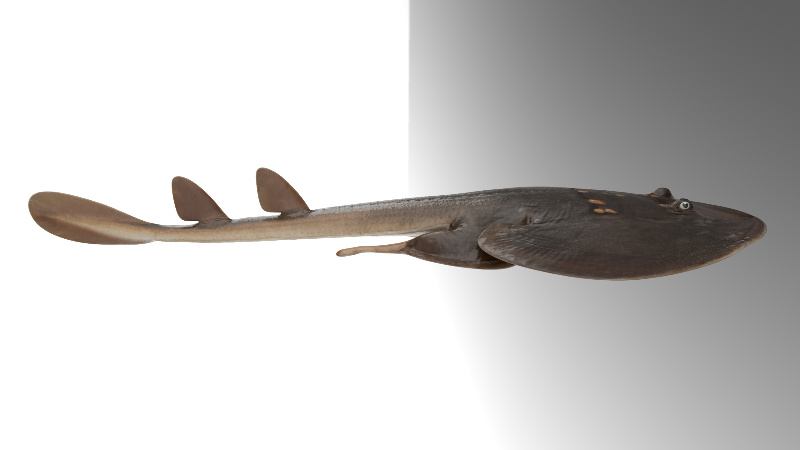 Yellow Spotted Fanray 3D model_5