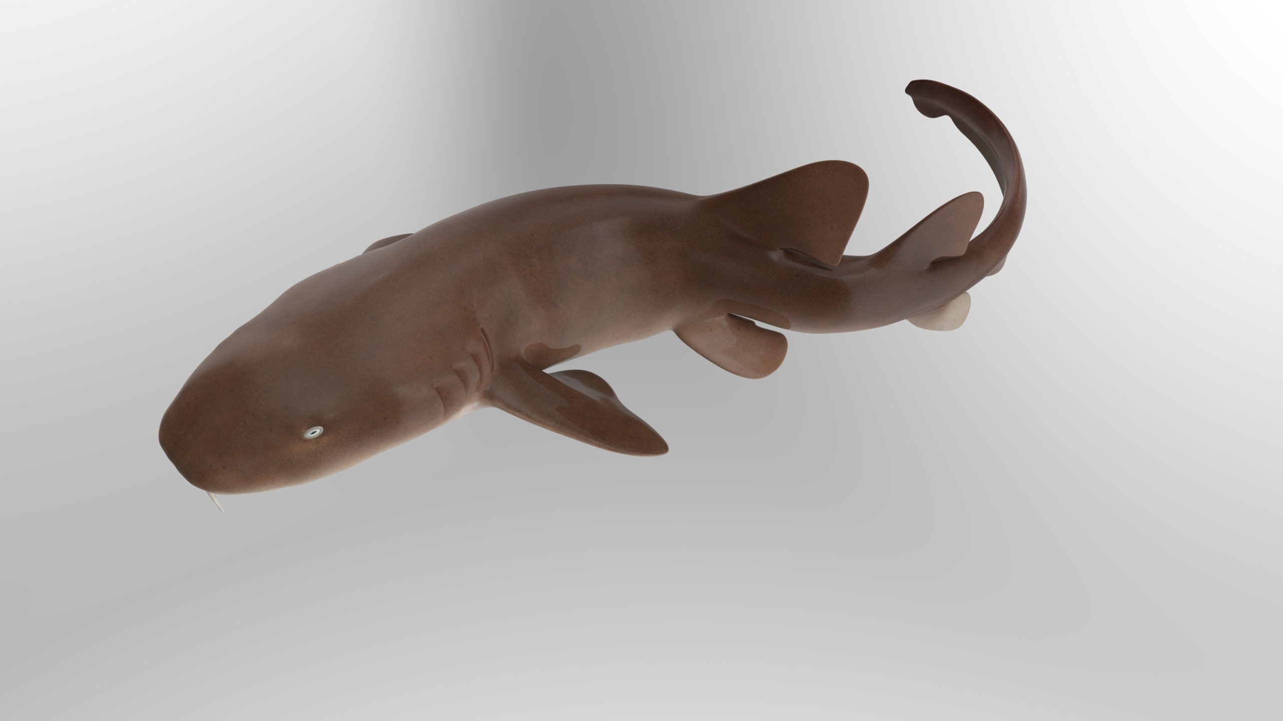 Nurse Shark 3D model_12
