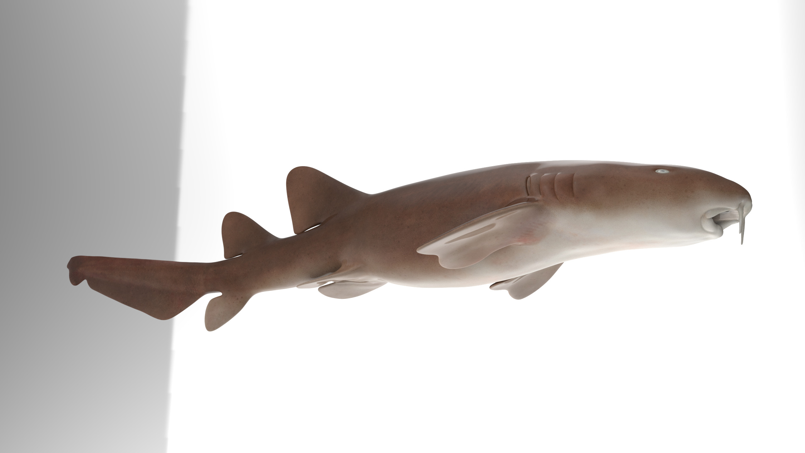 Nurse Shark 3D model_5