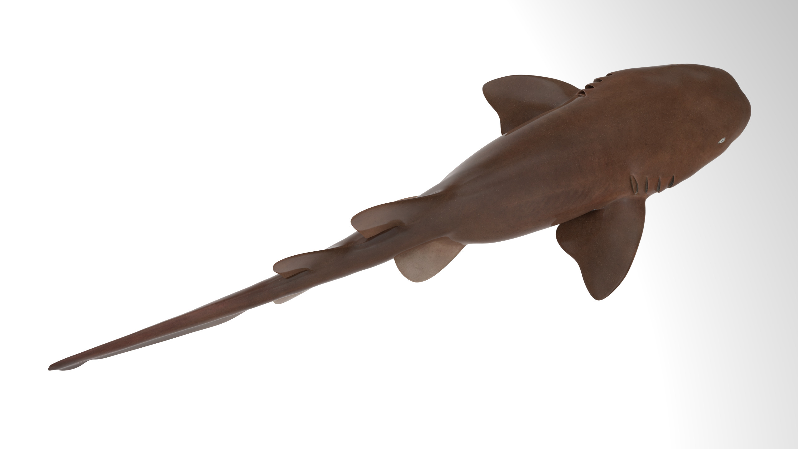 Nurse Shark 3D model_6