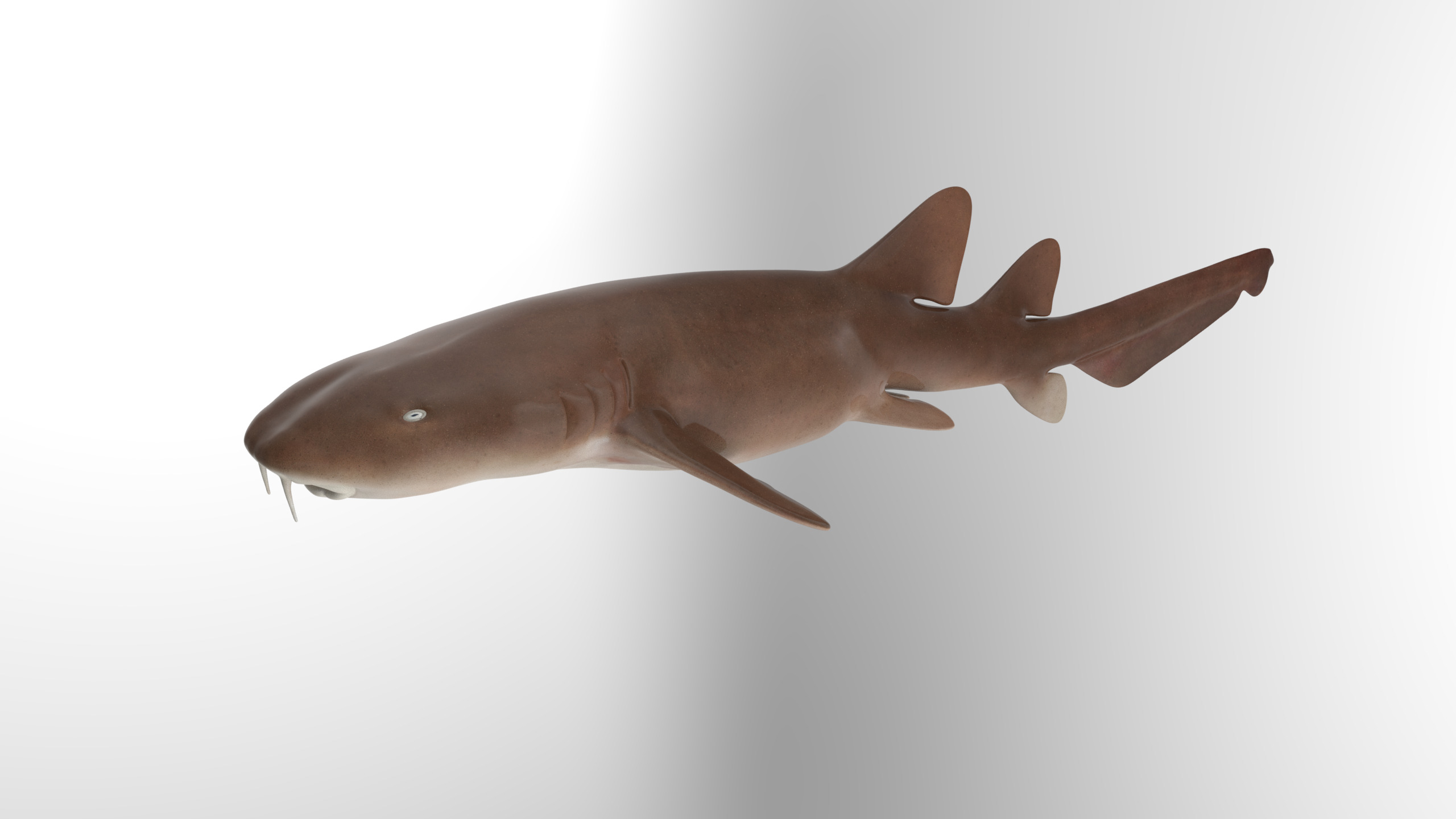 Nurse Shark 3D model_1