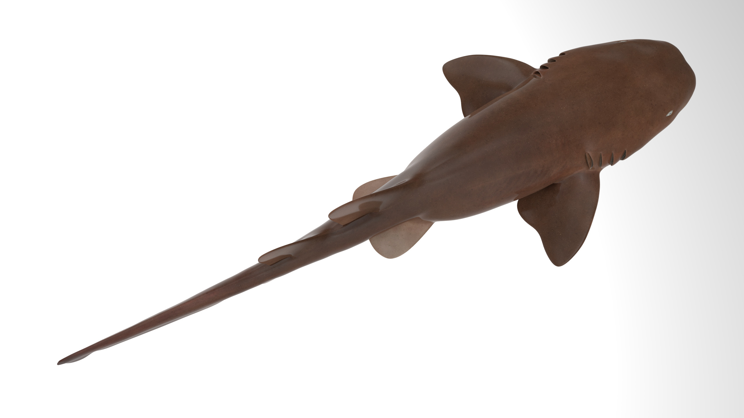 Nurse Shark 3D model_2