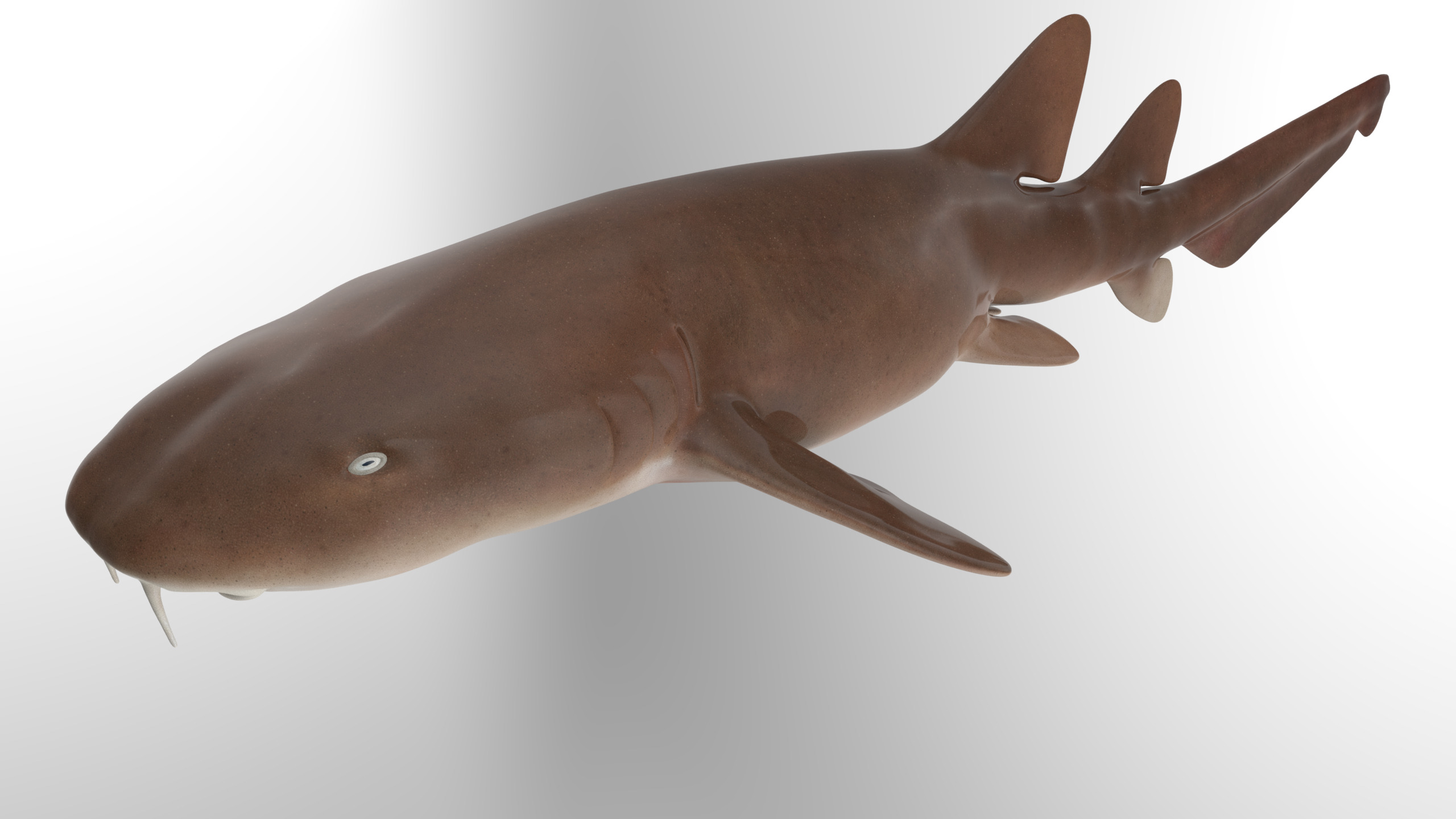 Nurse Shark 3D model_10