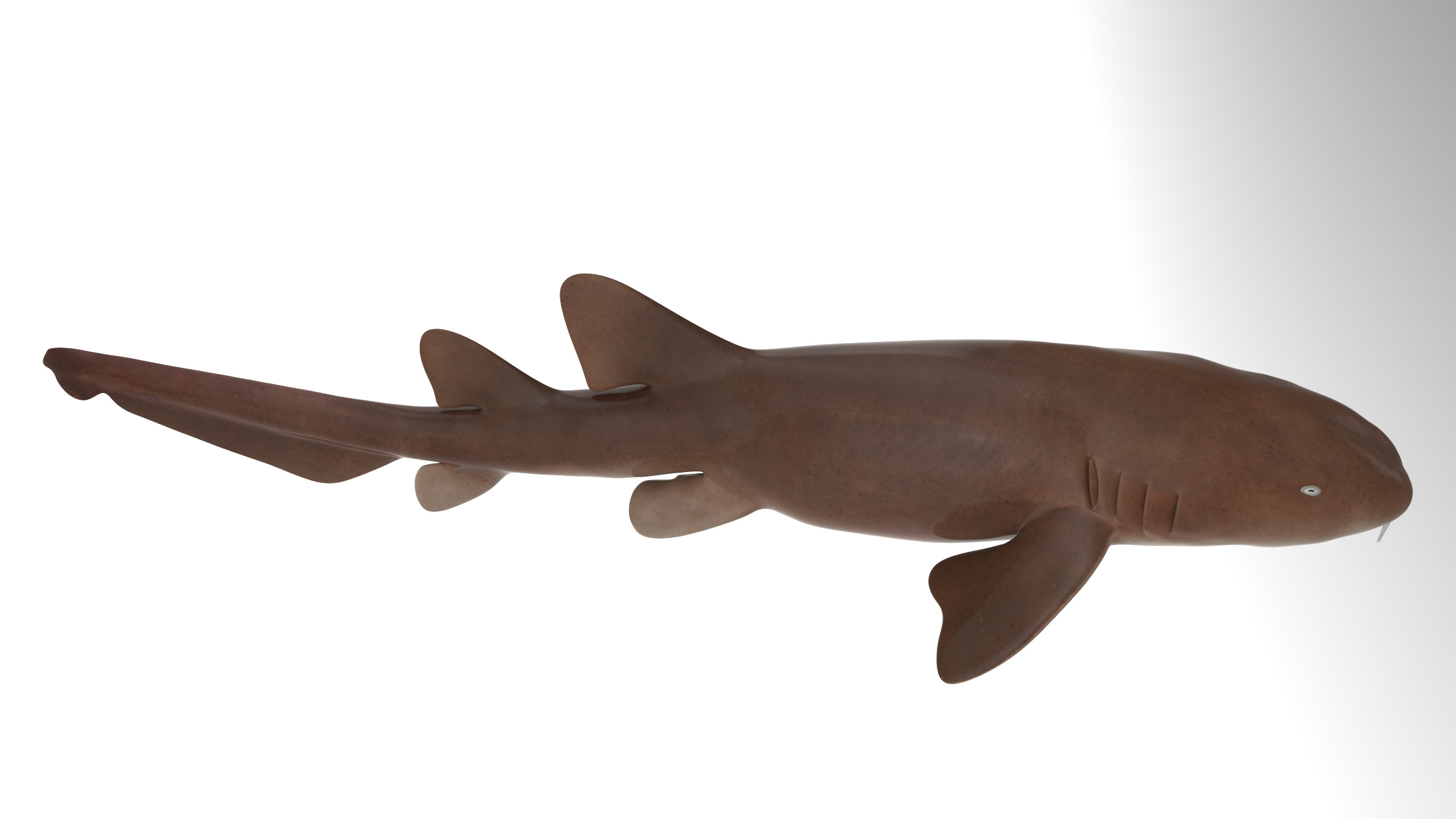 Nurse Shark 3D model_4