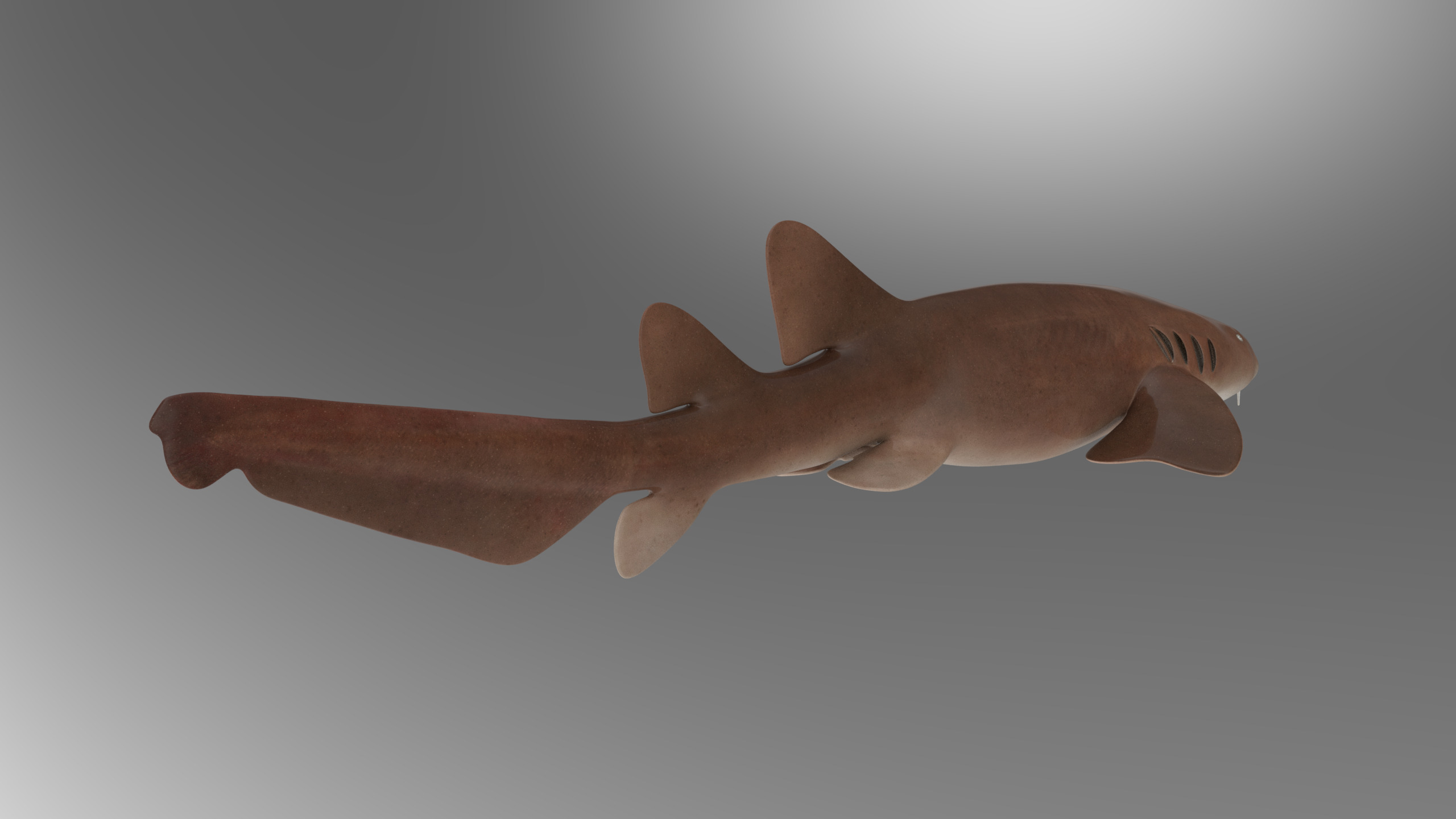 Nurse Shark 3D model_8
