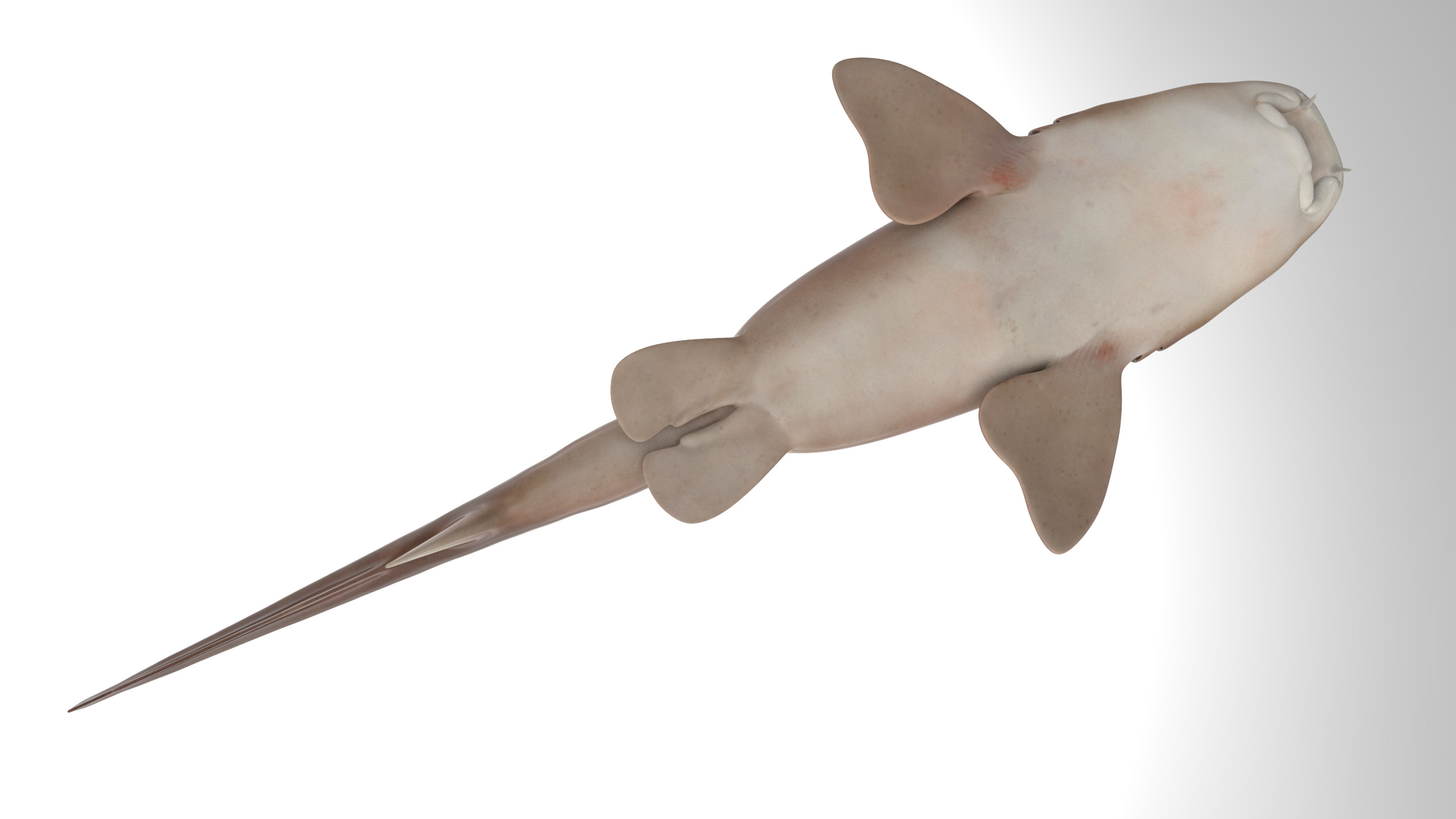 Nurse Shark 3D model_3