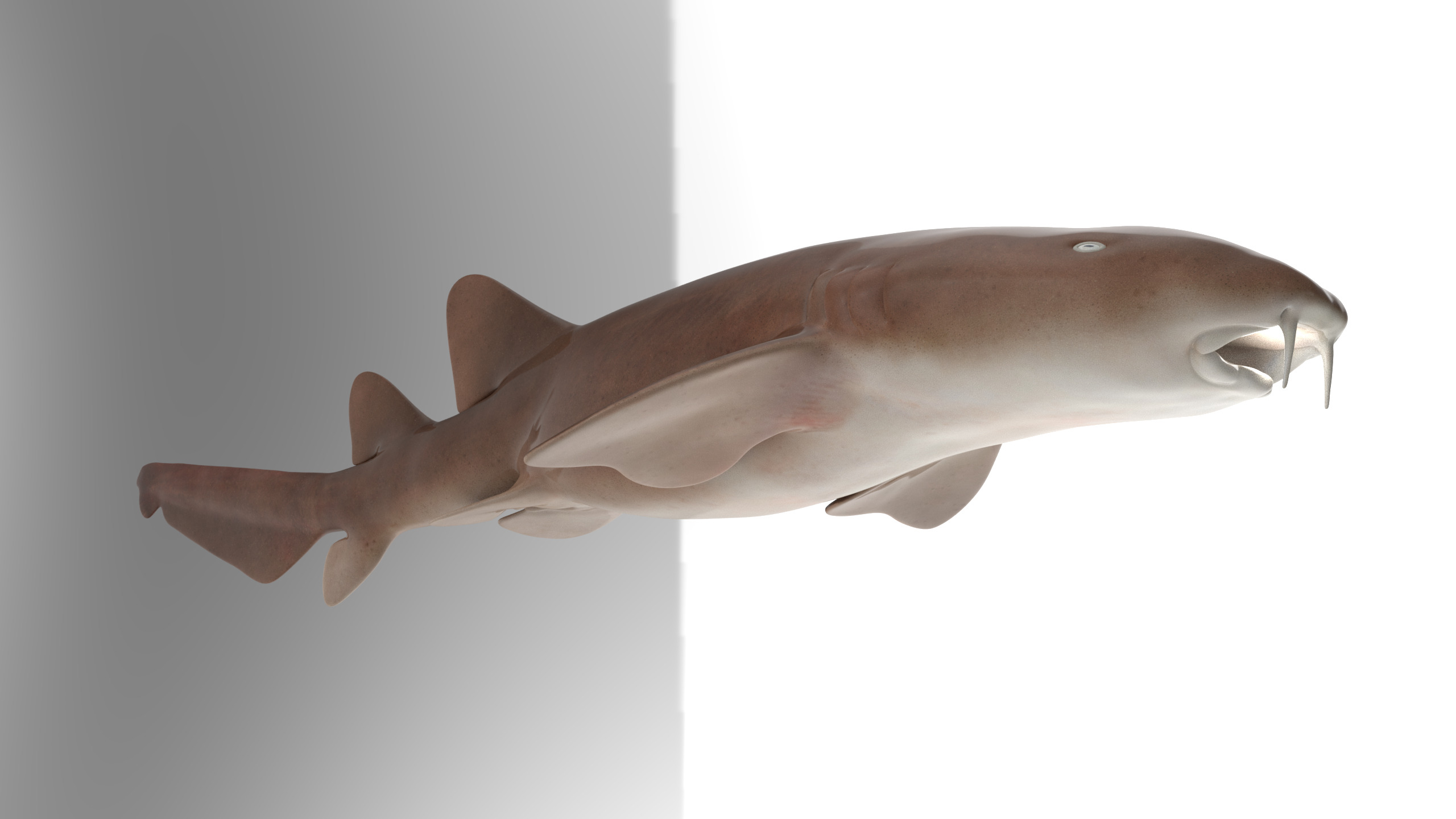 Nurse Shark 3D model_11