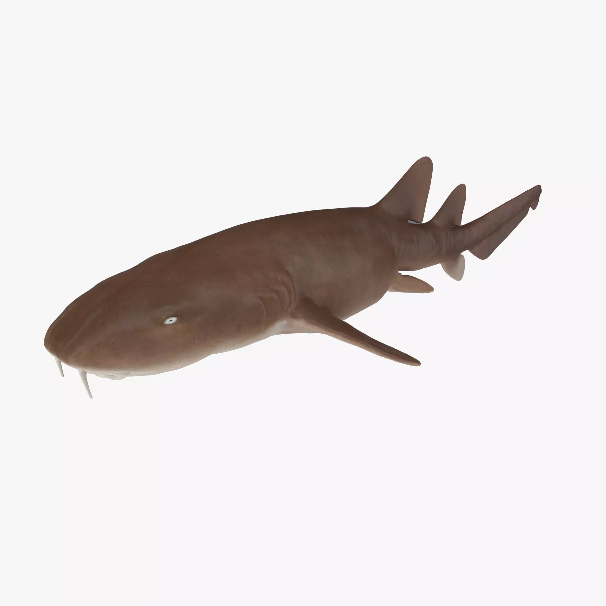 Nurse Shark 3D model_0