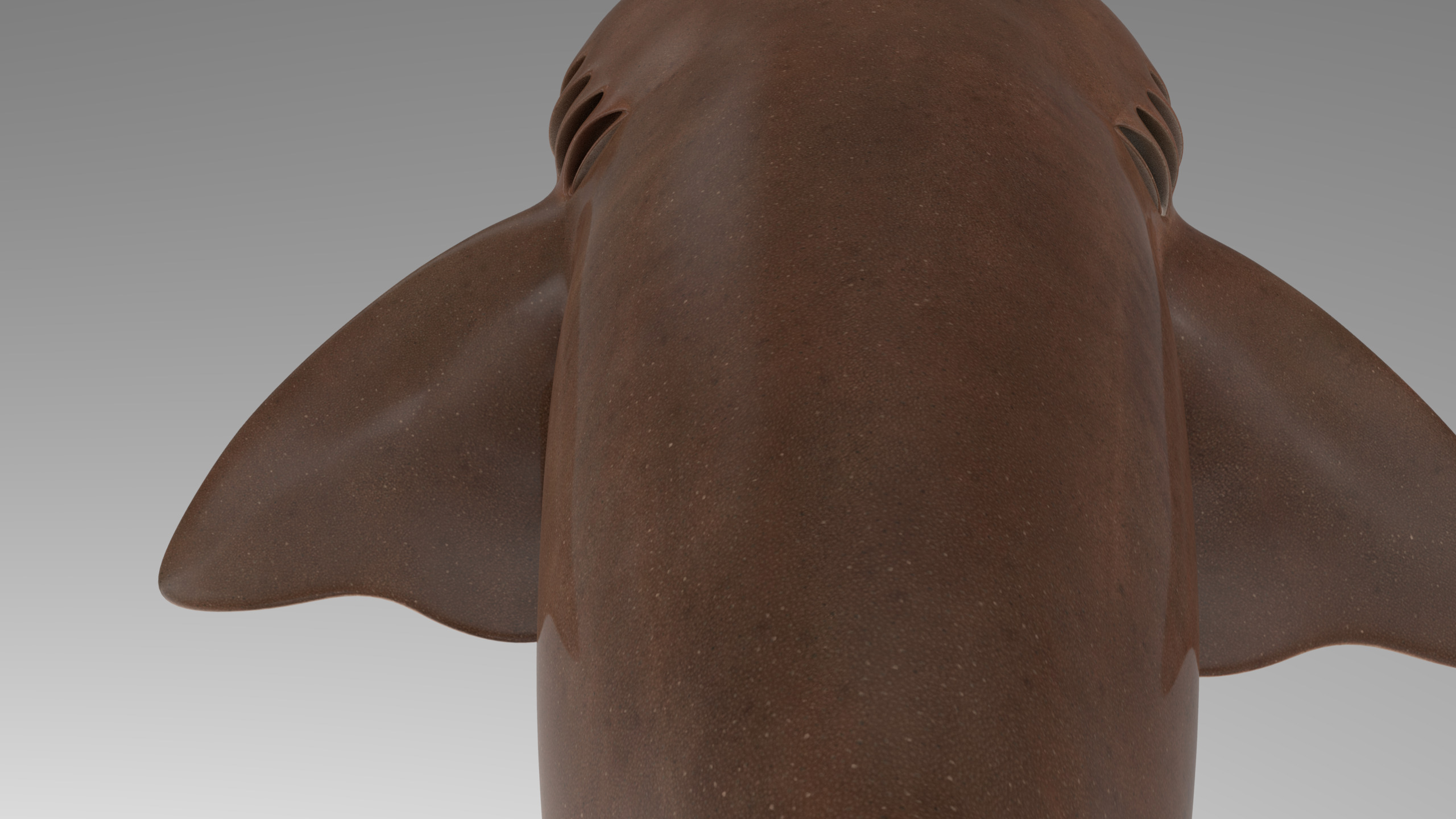 Nurse Shark 3D model_13