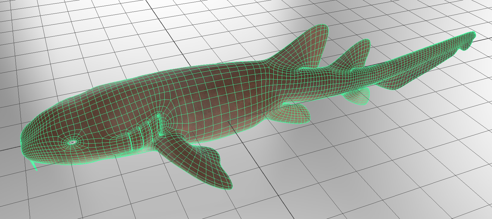 Nurse Shark 3D model_17