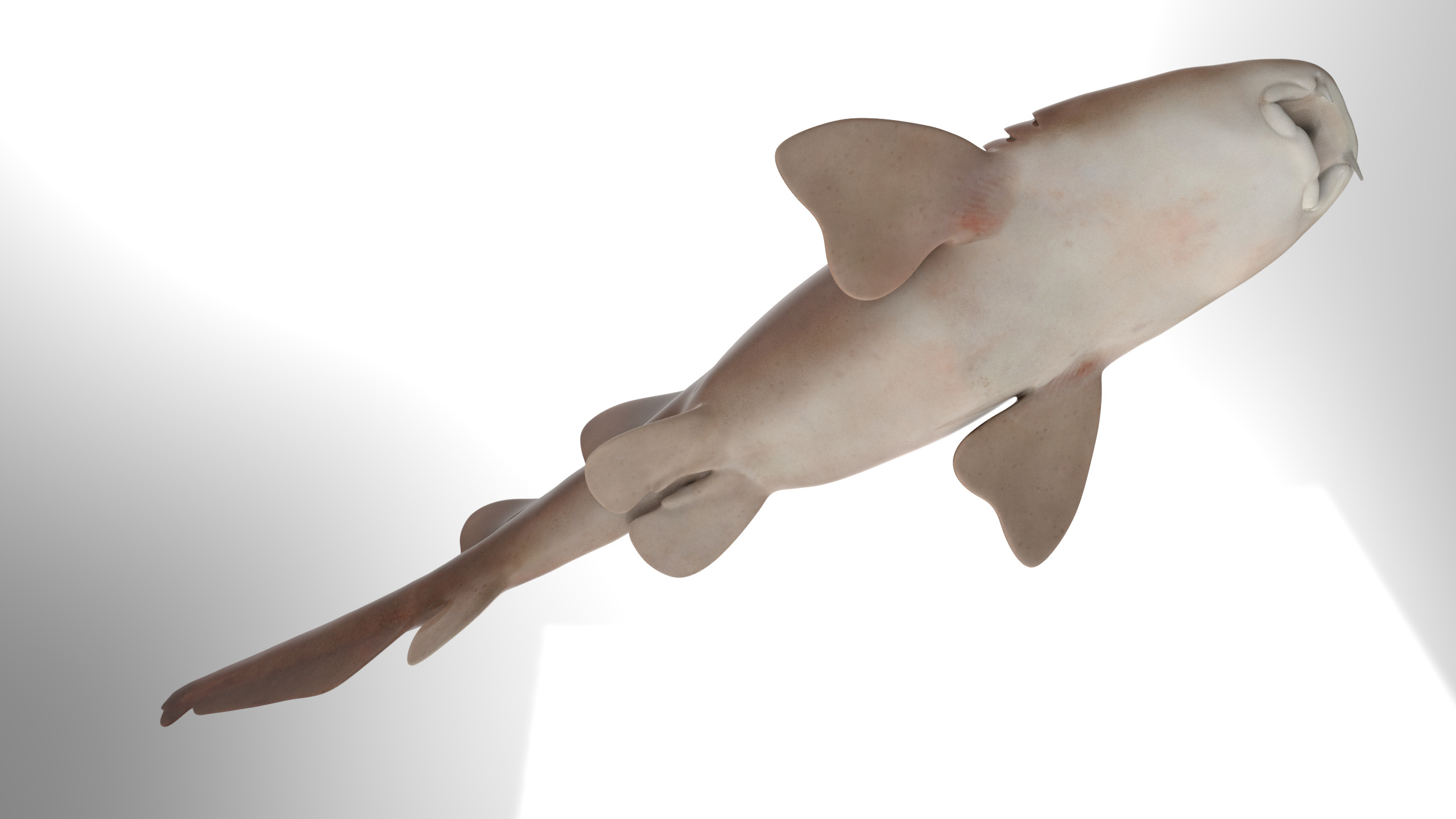 Nurse Shark 3D model_7