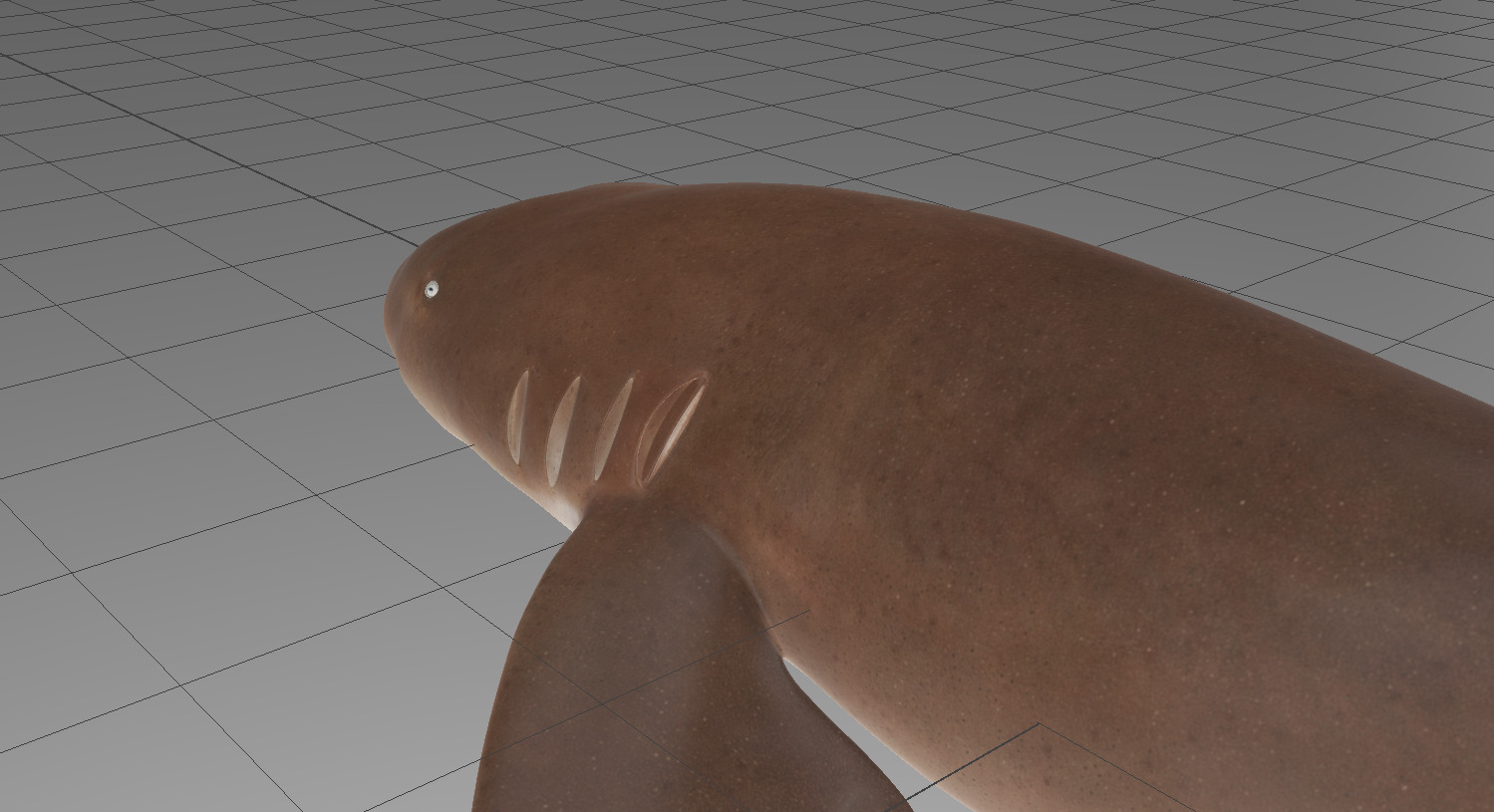 Nurse Shark 3D model_15