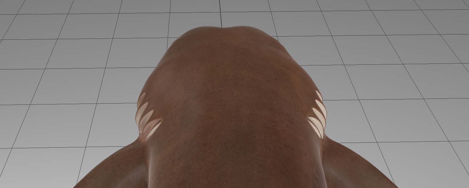 Nurse Shark 3D model_16