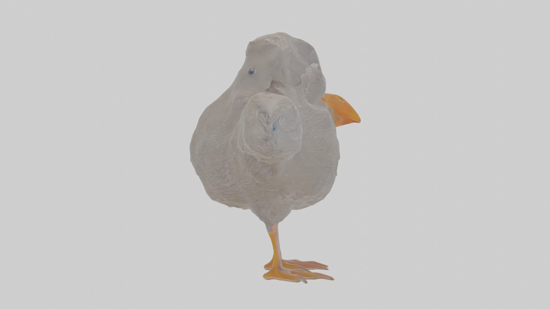 Cartoon Coot Low-poly 3D model_19