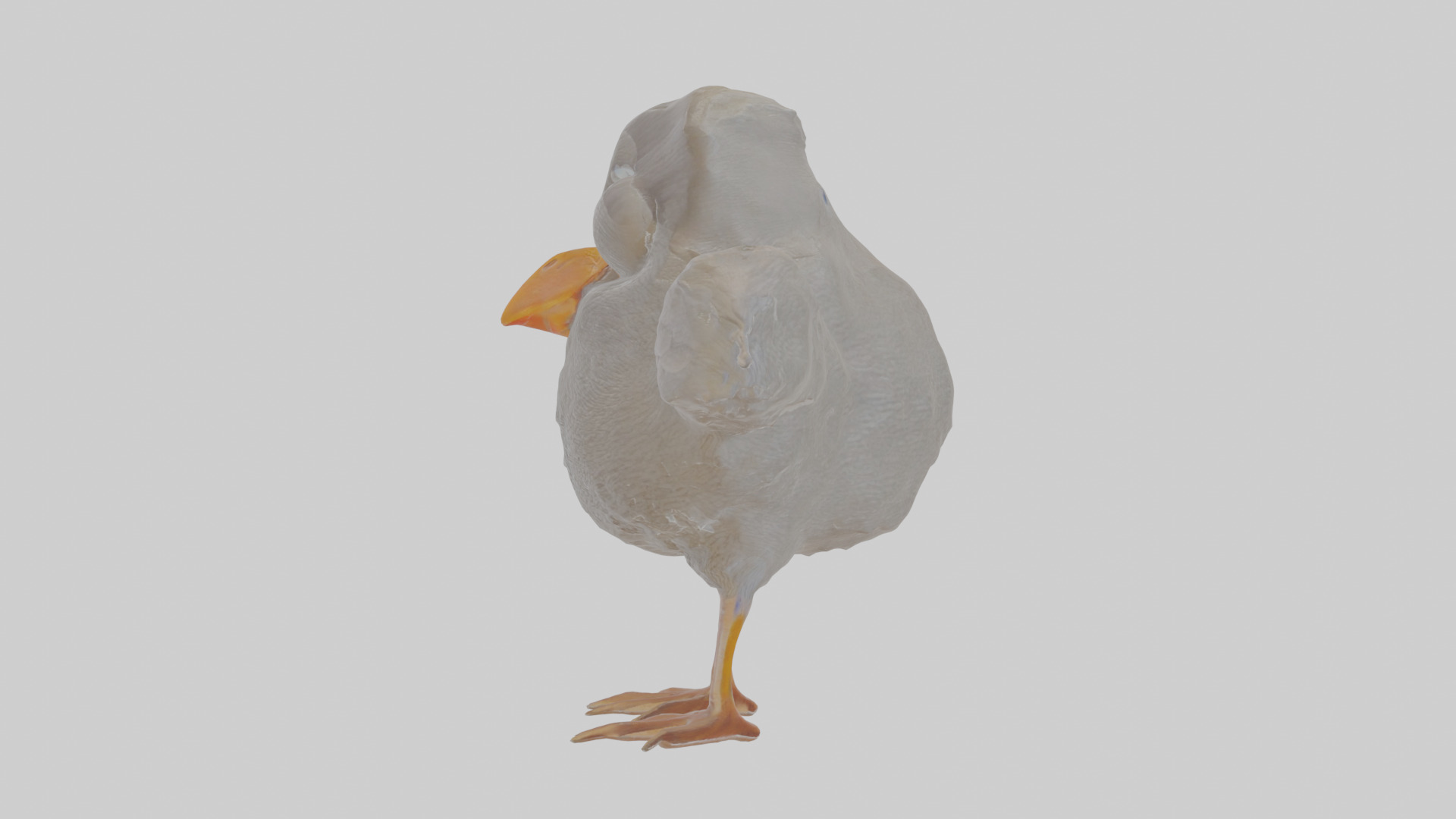 Cartoon Coot Low-poly 3D model_17