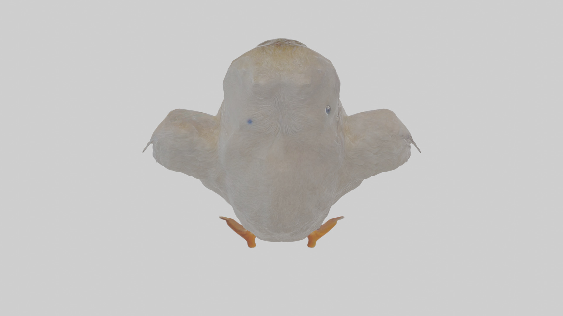 Cartoon Coot Low-poly 3D model_23