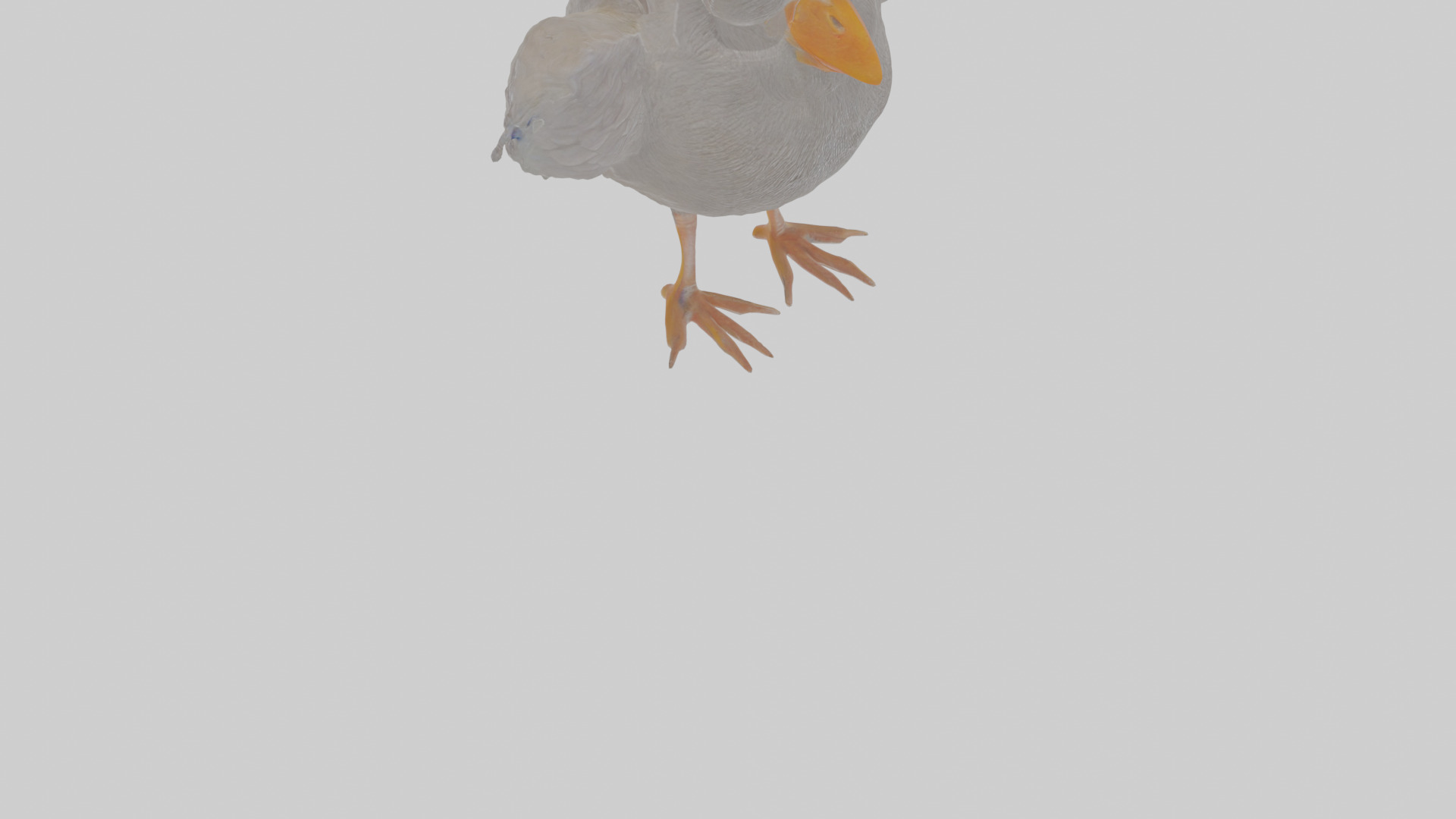 Cartoon Coot Low-poly 3D model_8