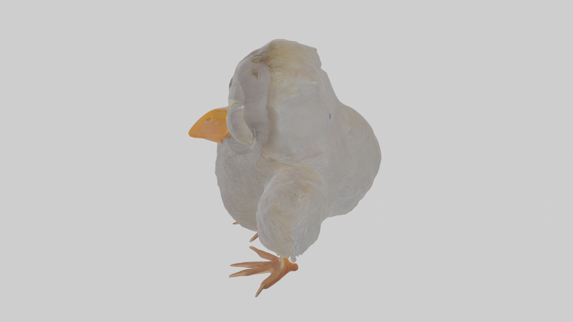 Cartoon Coot Low-poly 3D model_26