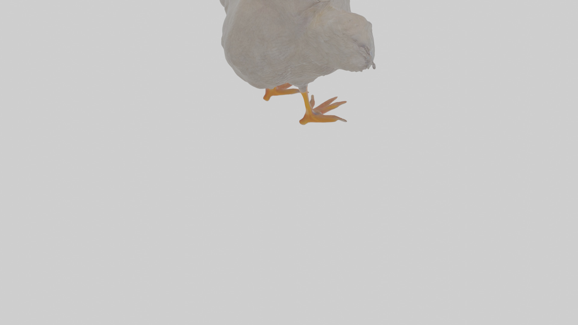 Cartoon Coot Low-poly 3D model_6