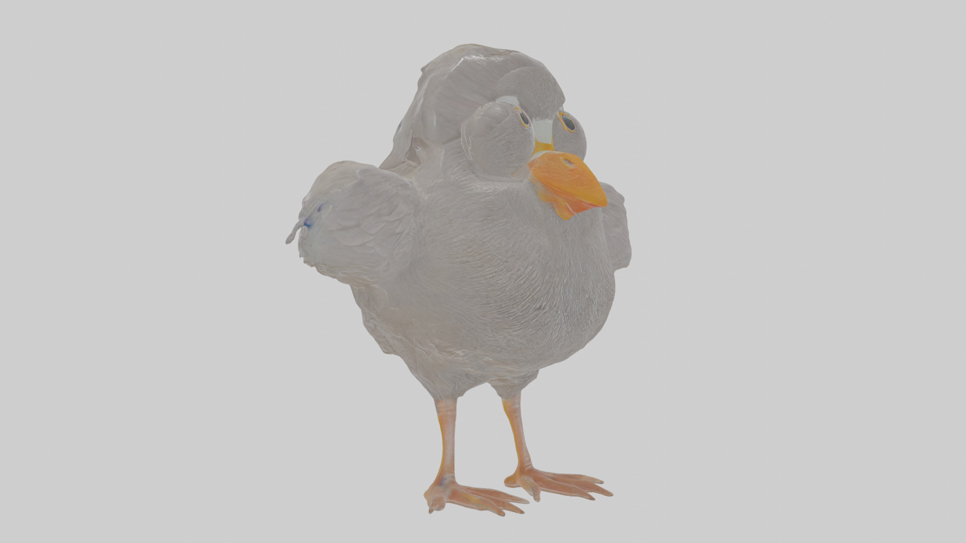 Cartoon Coot Low-poly 3D model_16